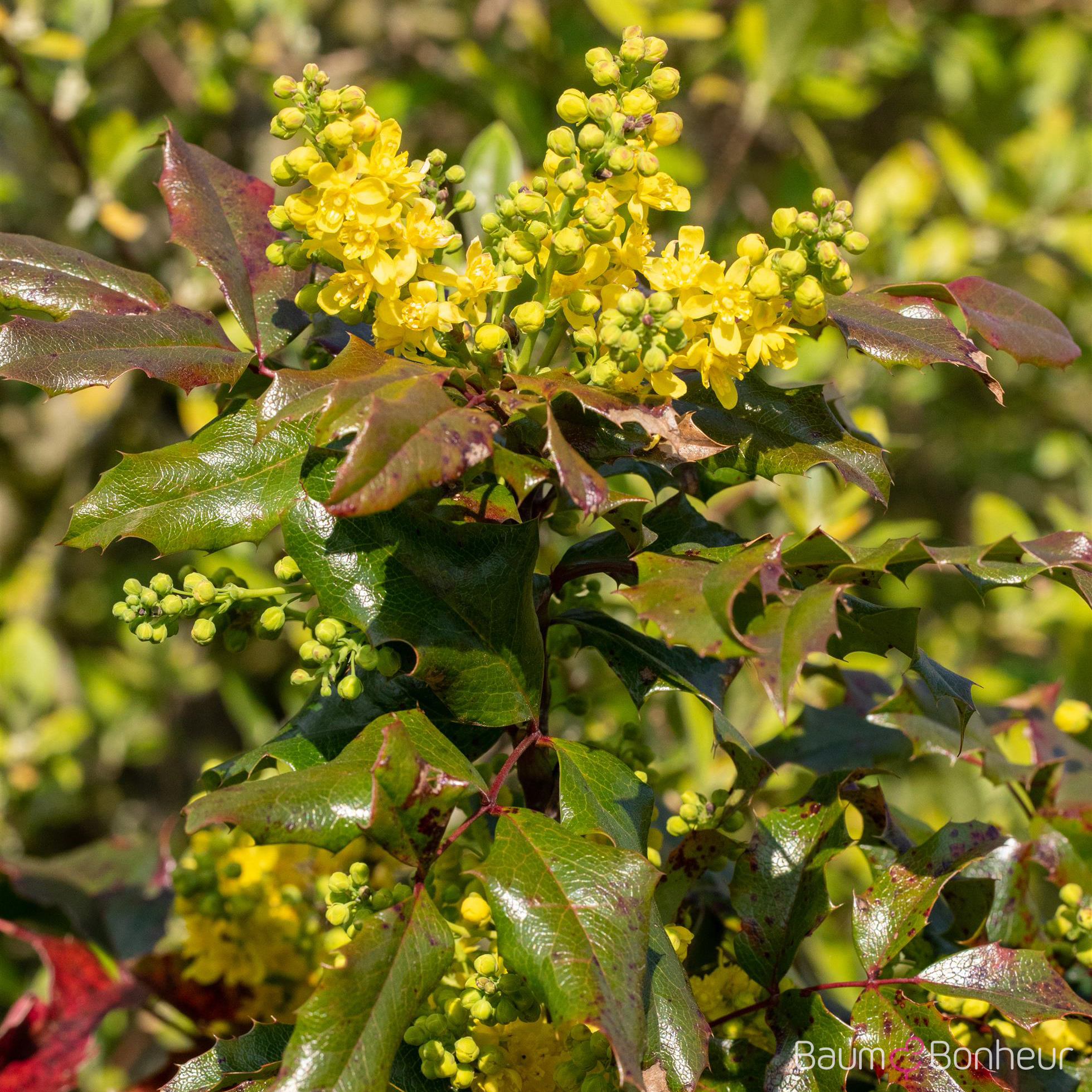 Mahonia aquifolium