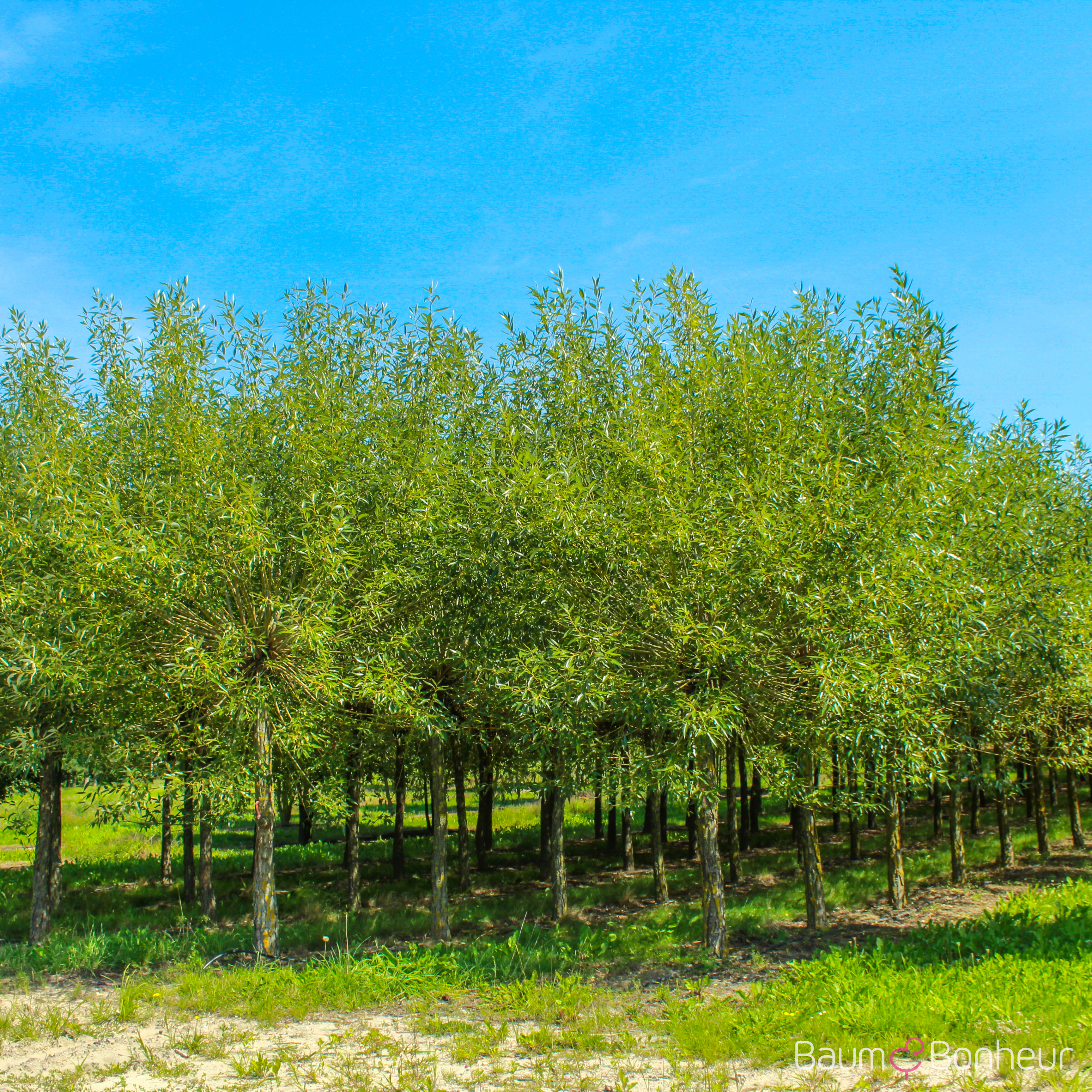 Salix fragilis