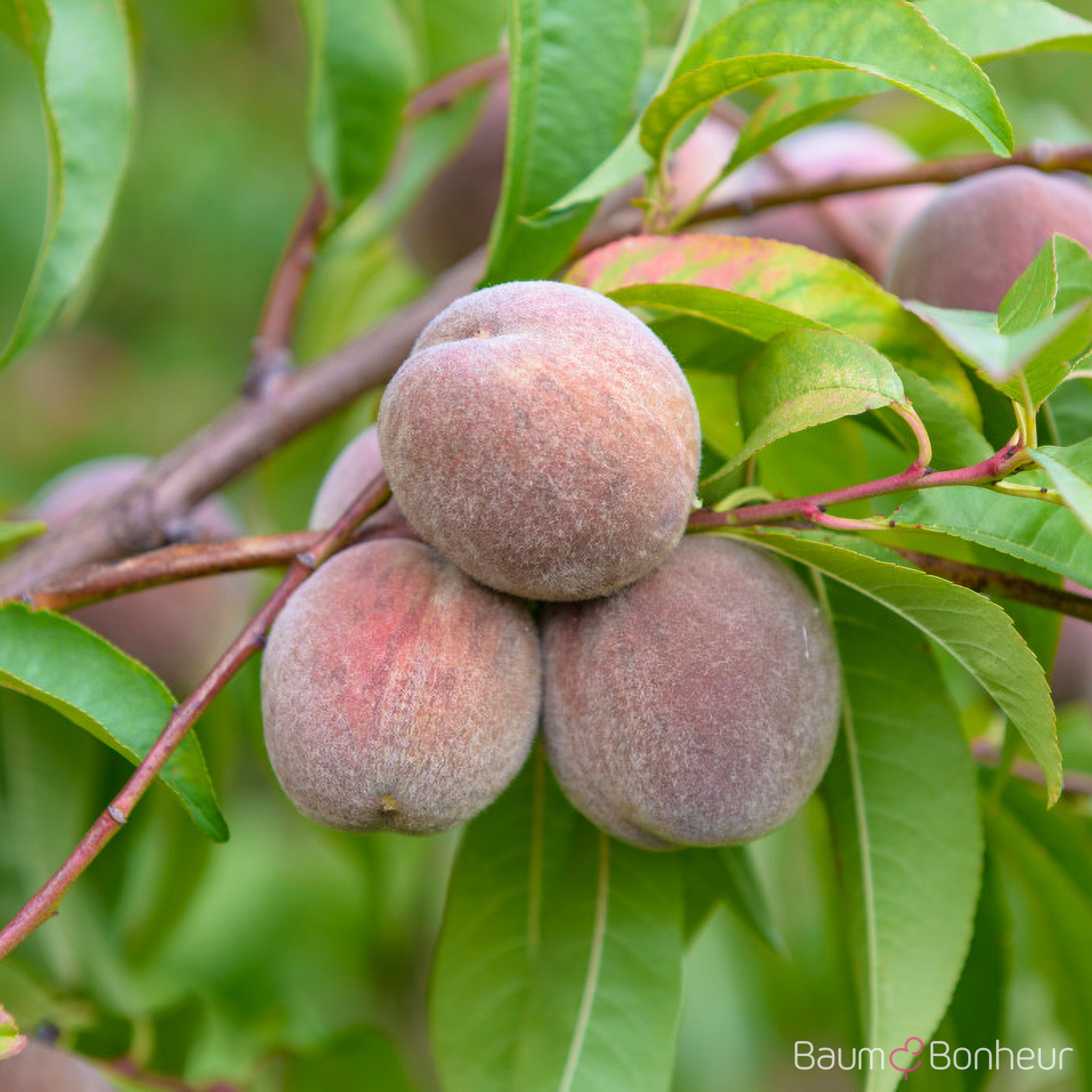 Prunus persica 'Rt. Weinbergpfirsich'