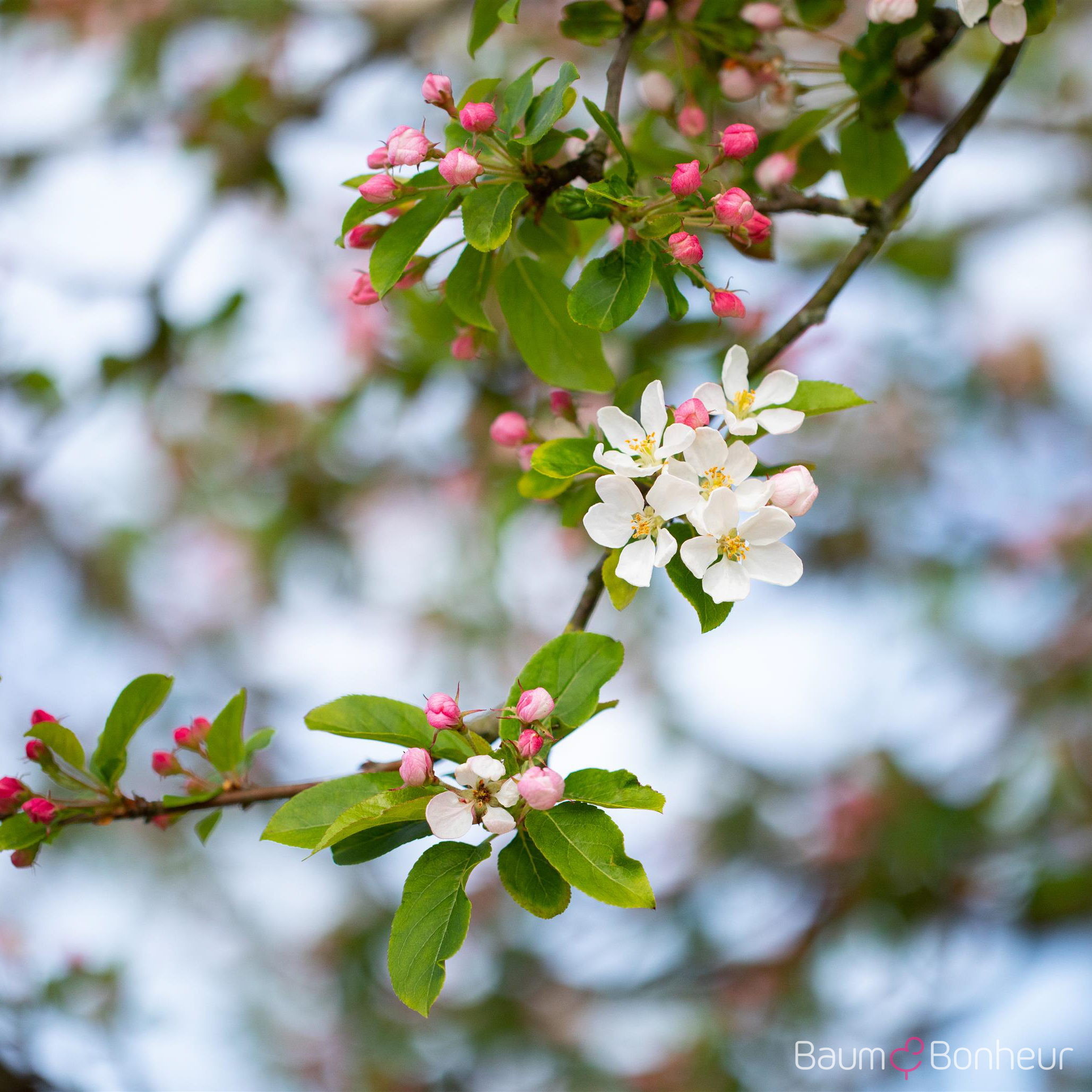 Malus 'Red Sentinel'