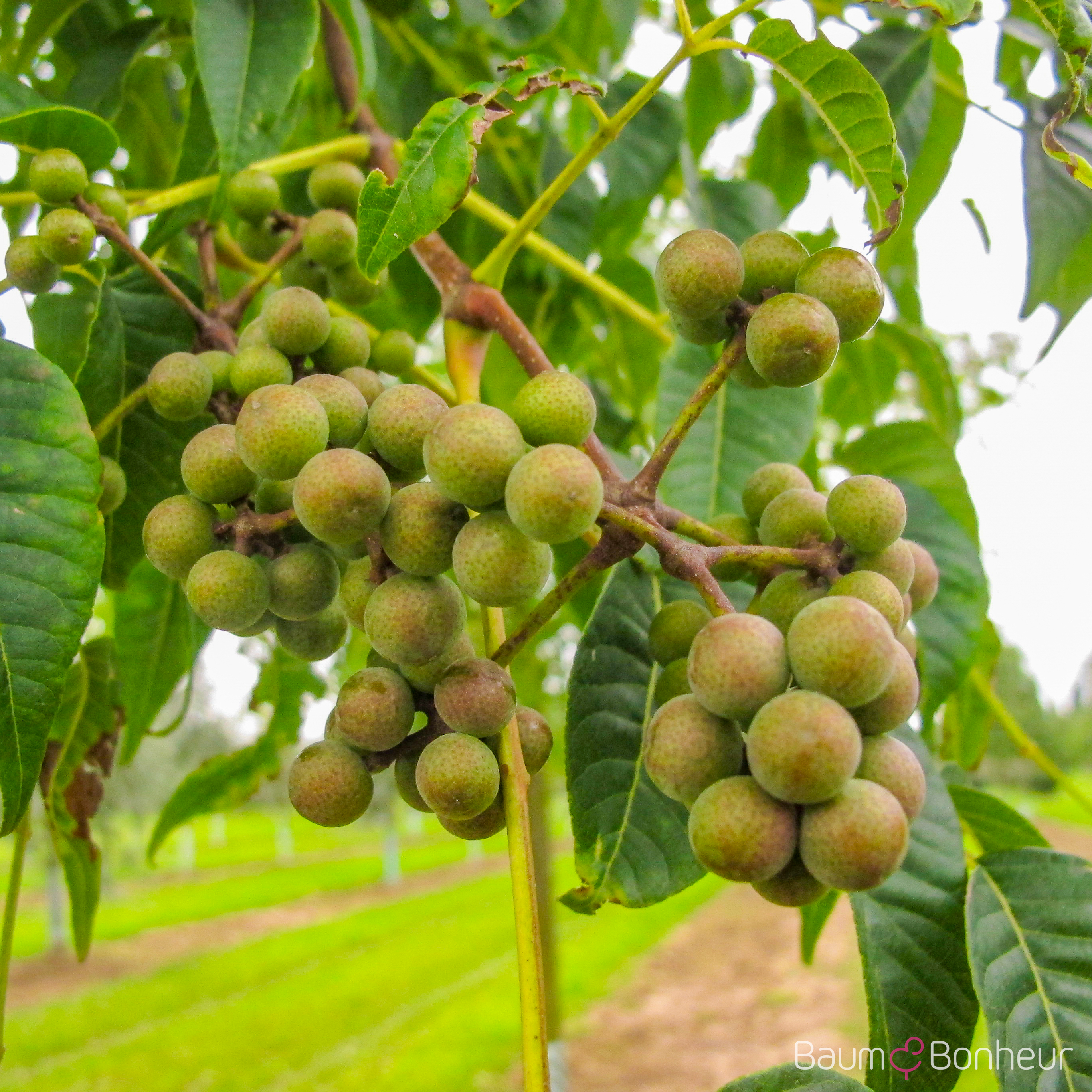 Phellodendron amurense
