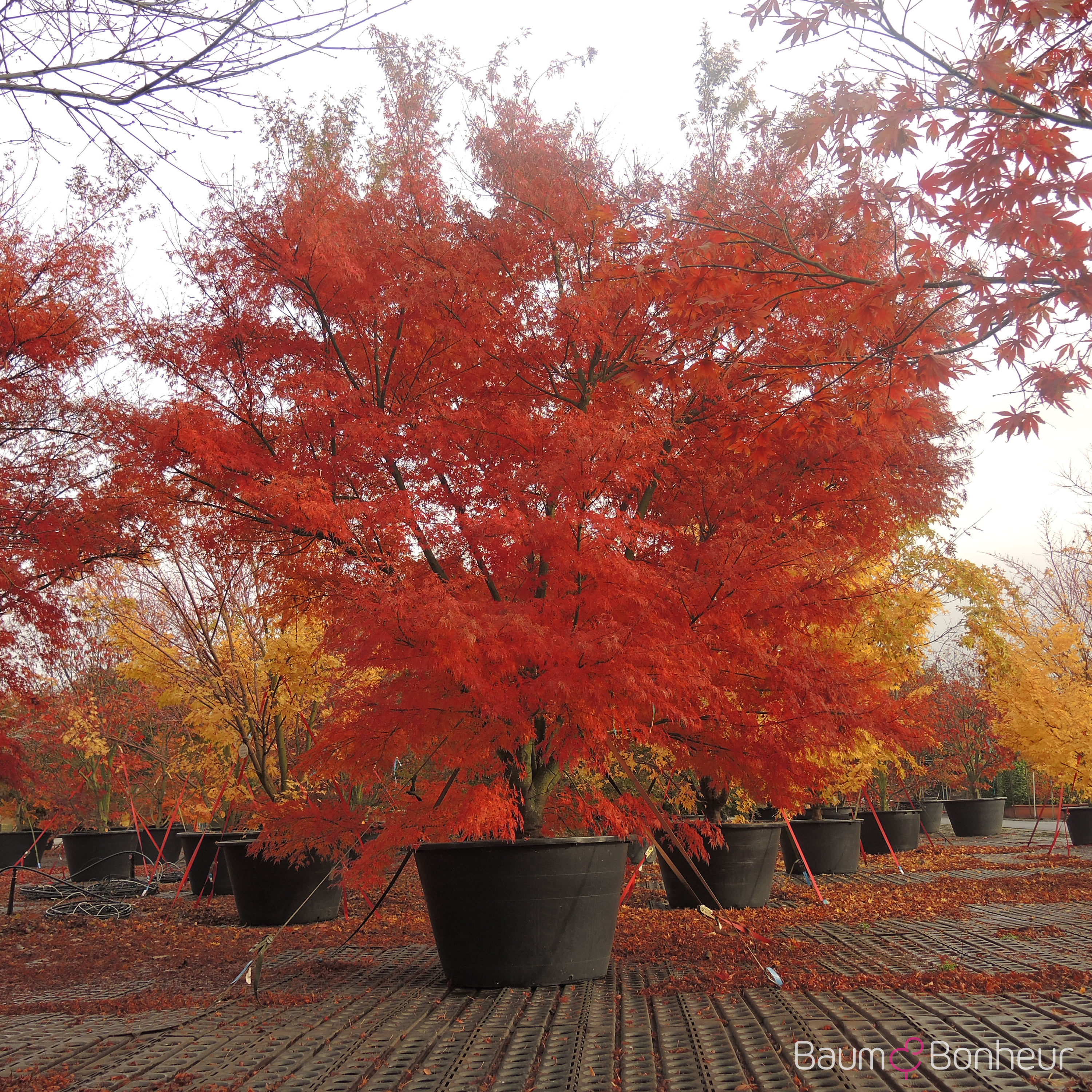 Acer palmatum 'Seiryu'