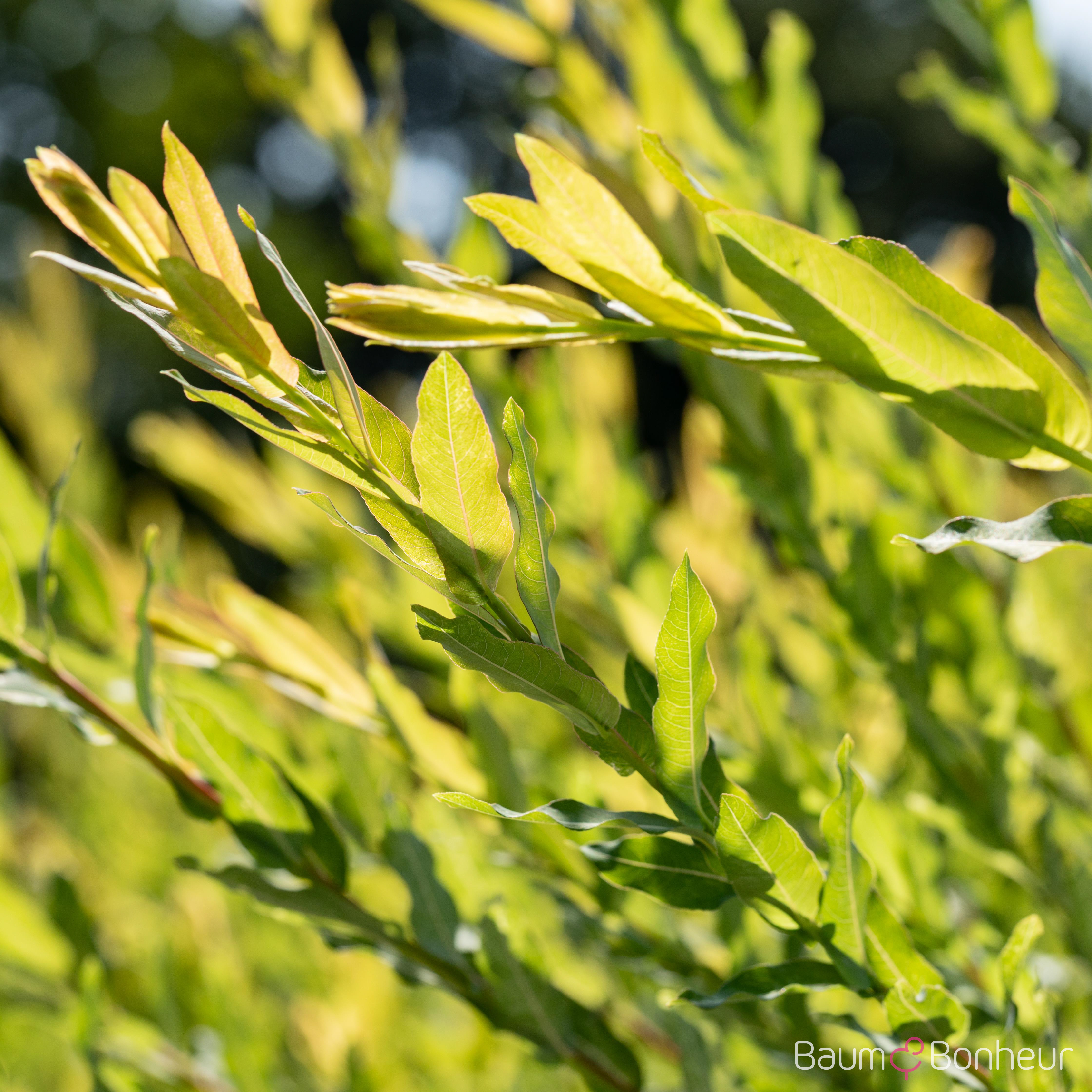 Salix purpurea