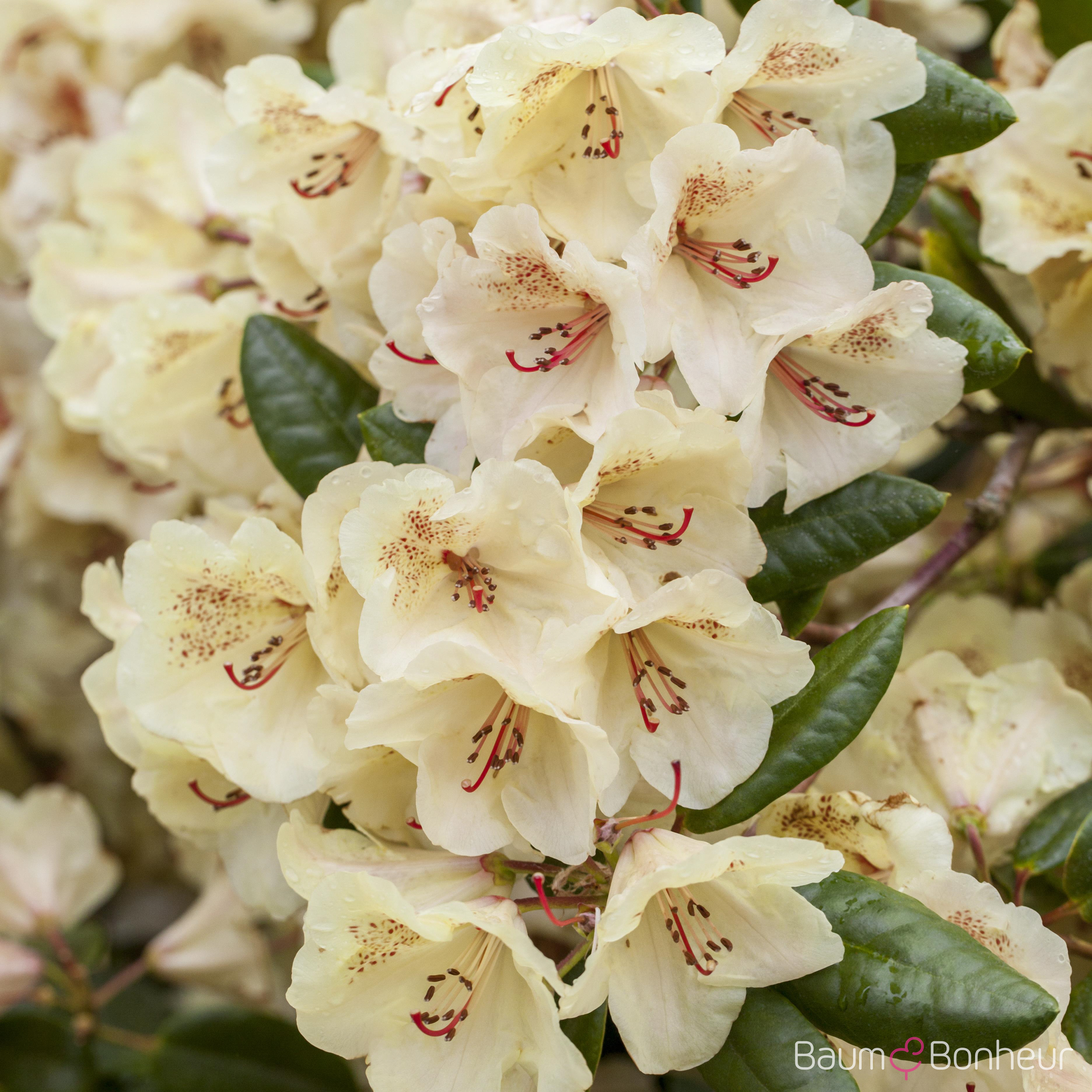 Rhododendron yakushimanum 'Flava'