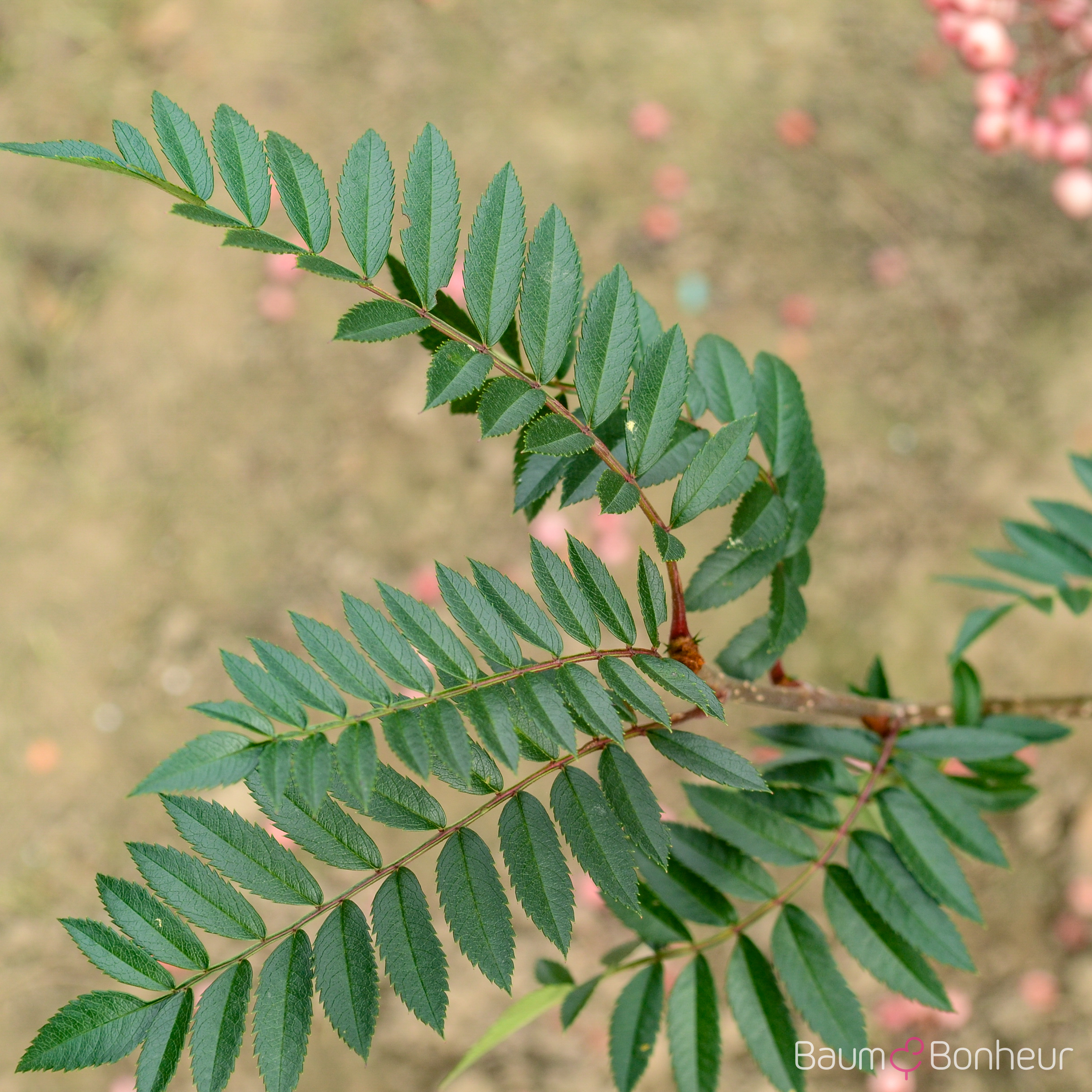 Sorbus vilmorinii