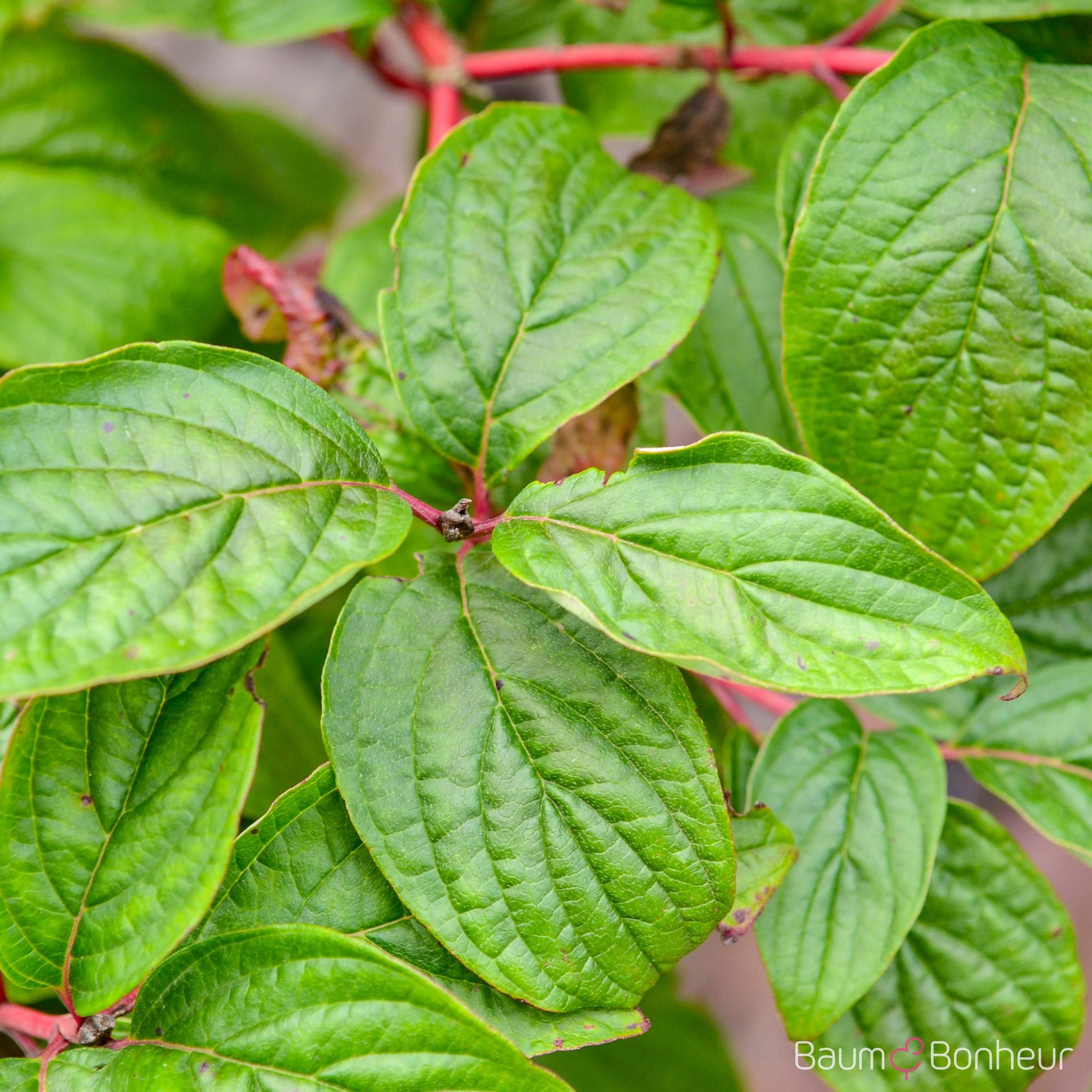 Cornus alba 'Sibirica'