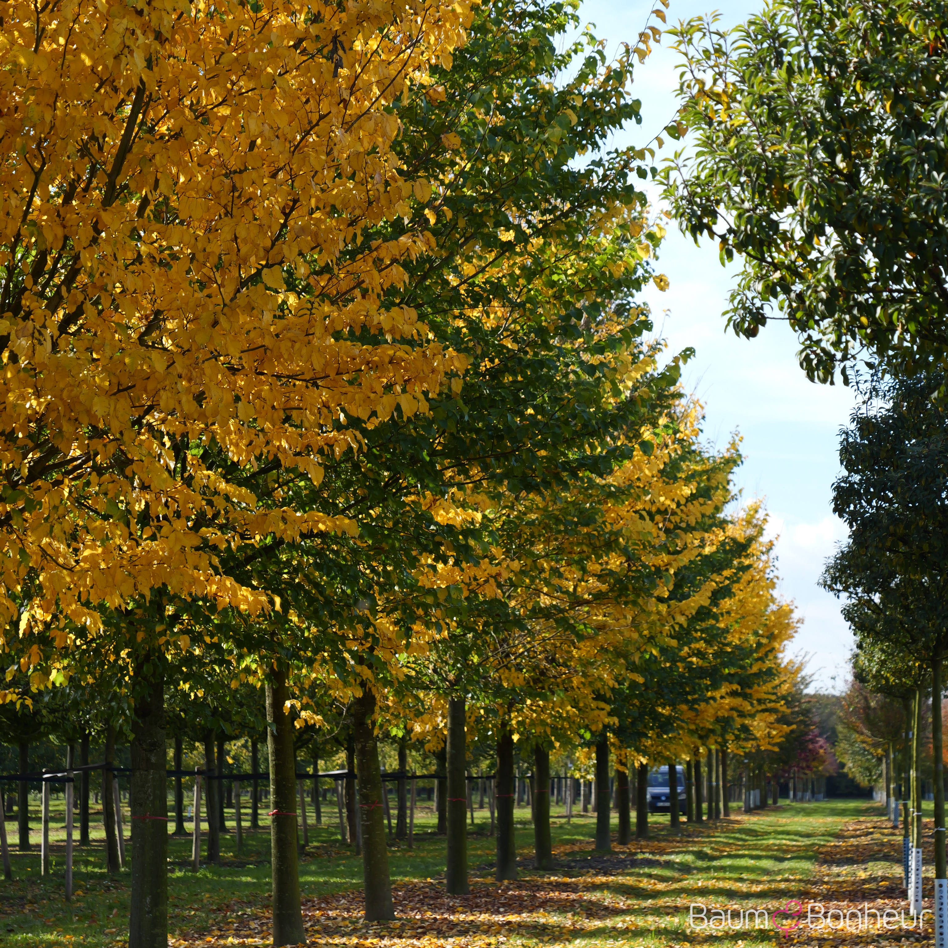 Ulmus hollandica 'Dodoens'