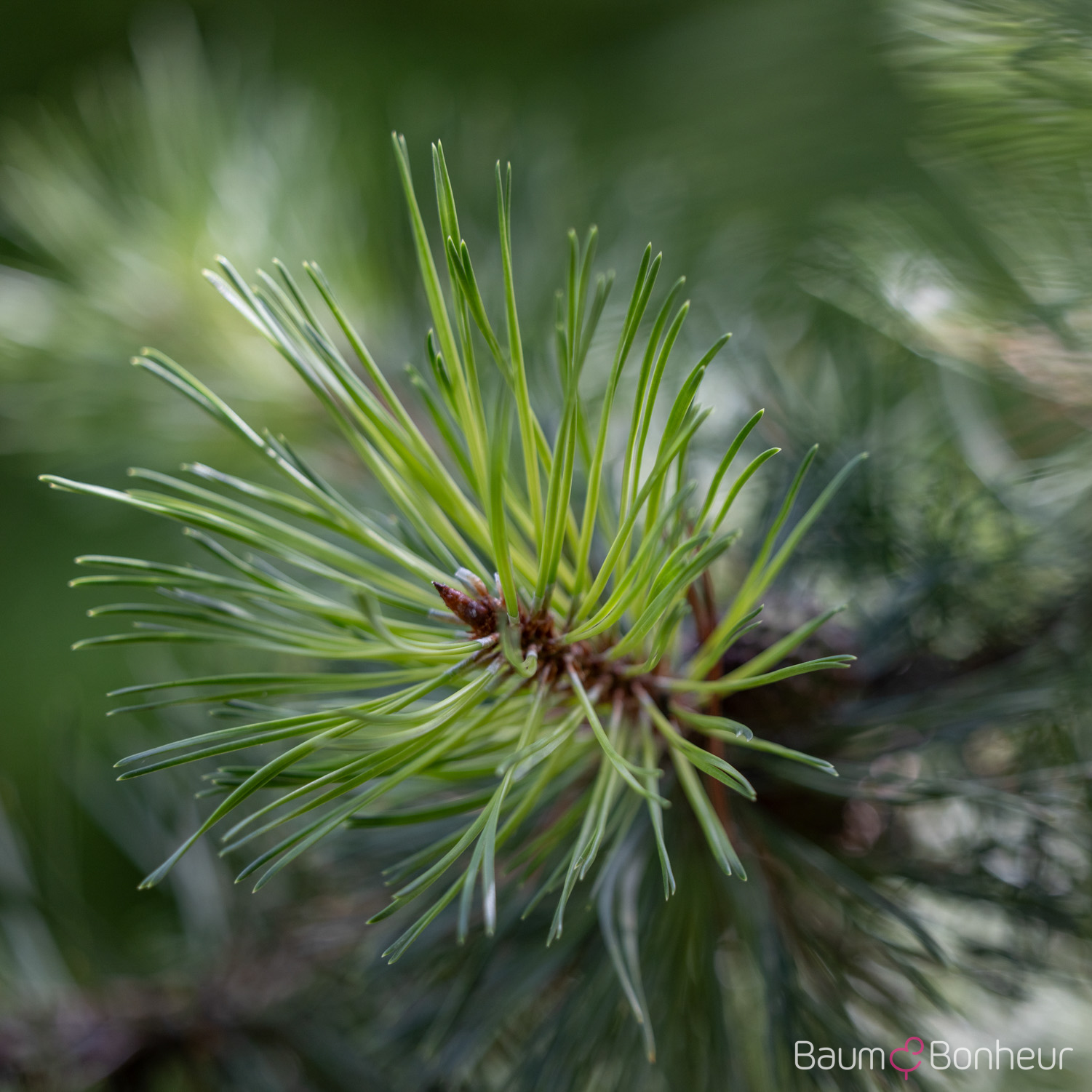 Pinus contorta