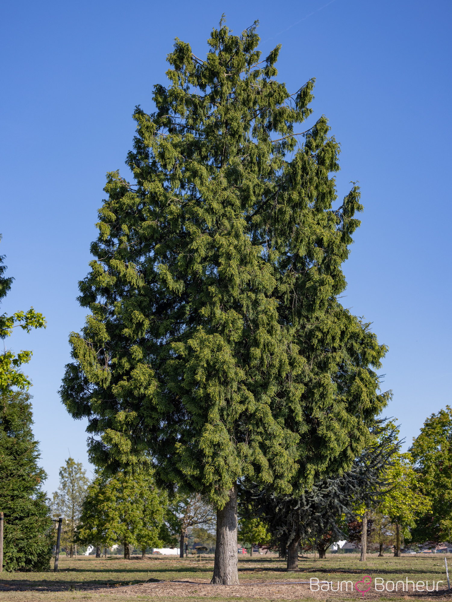 Thuja plicata 'Atrovirens'