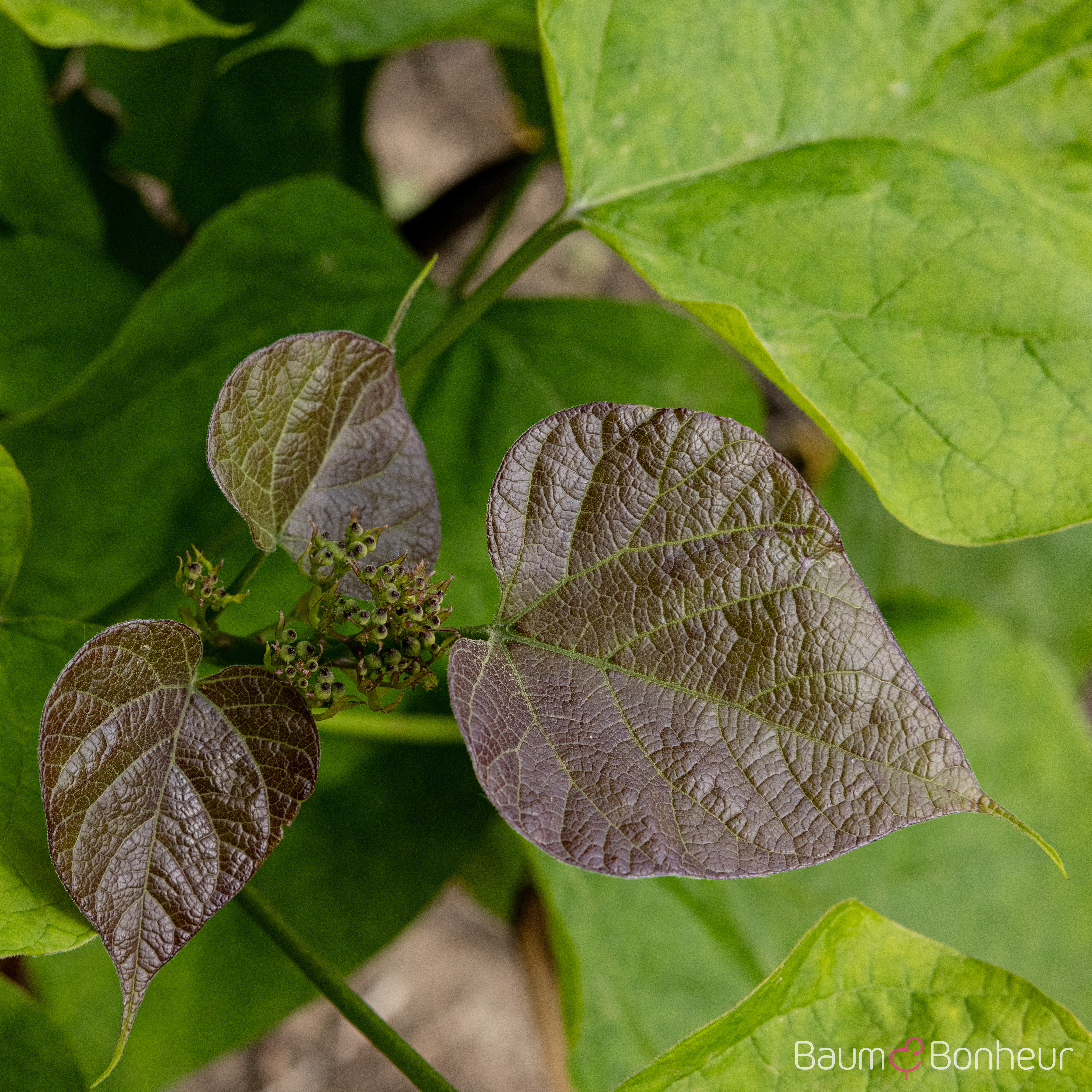 Catalpa bignonioides