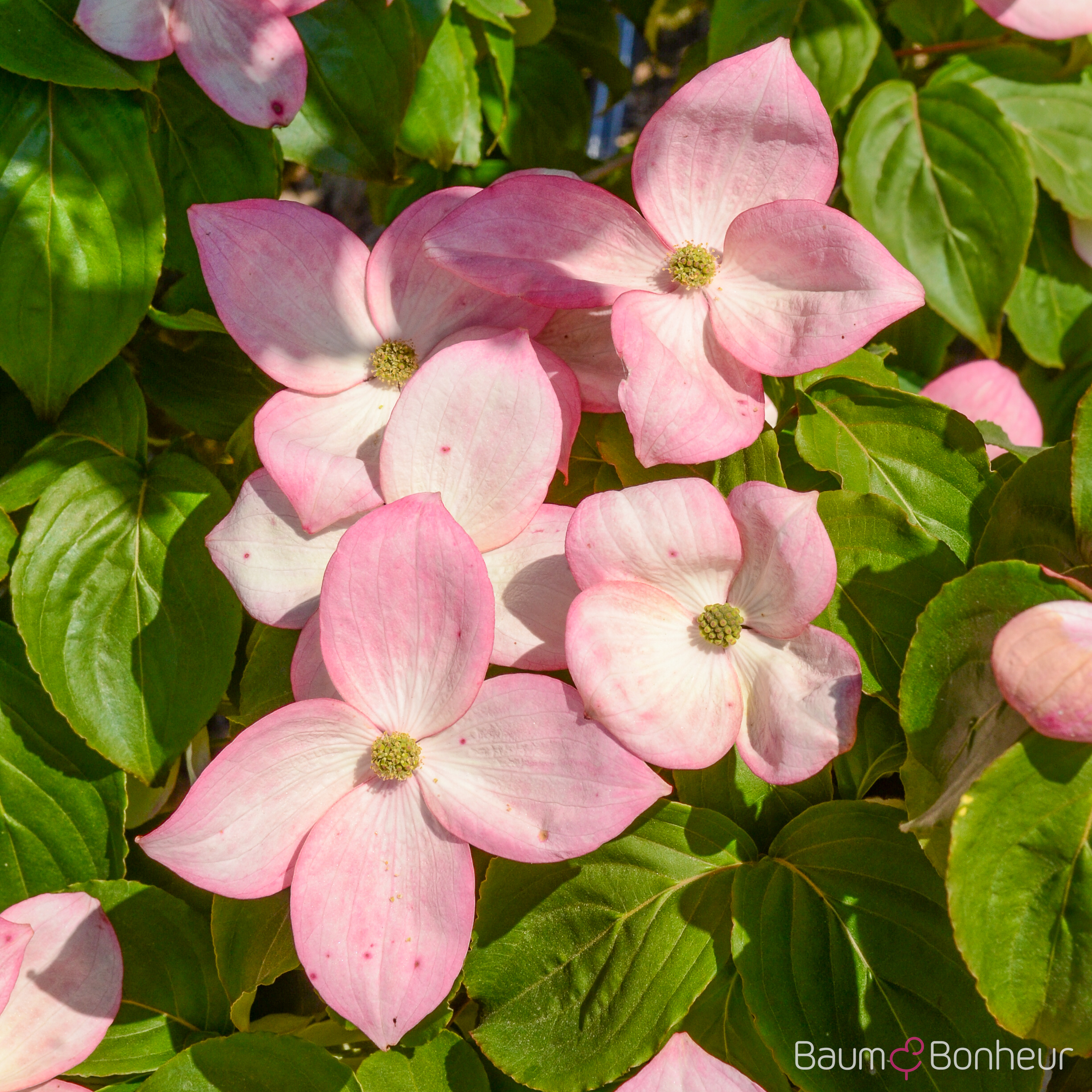 Cornus kousa 'Satomi'