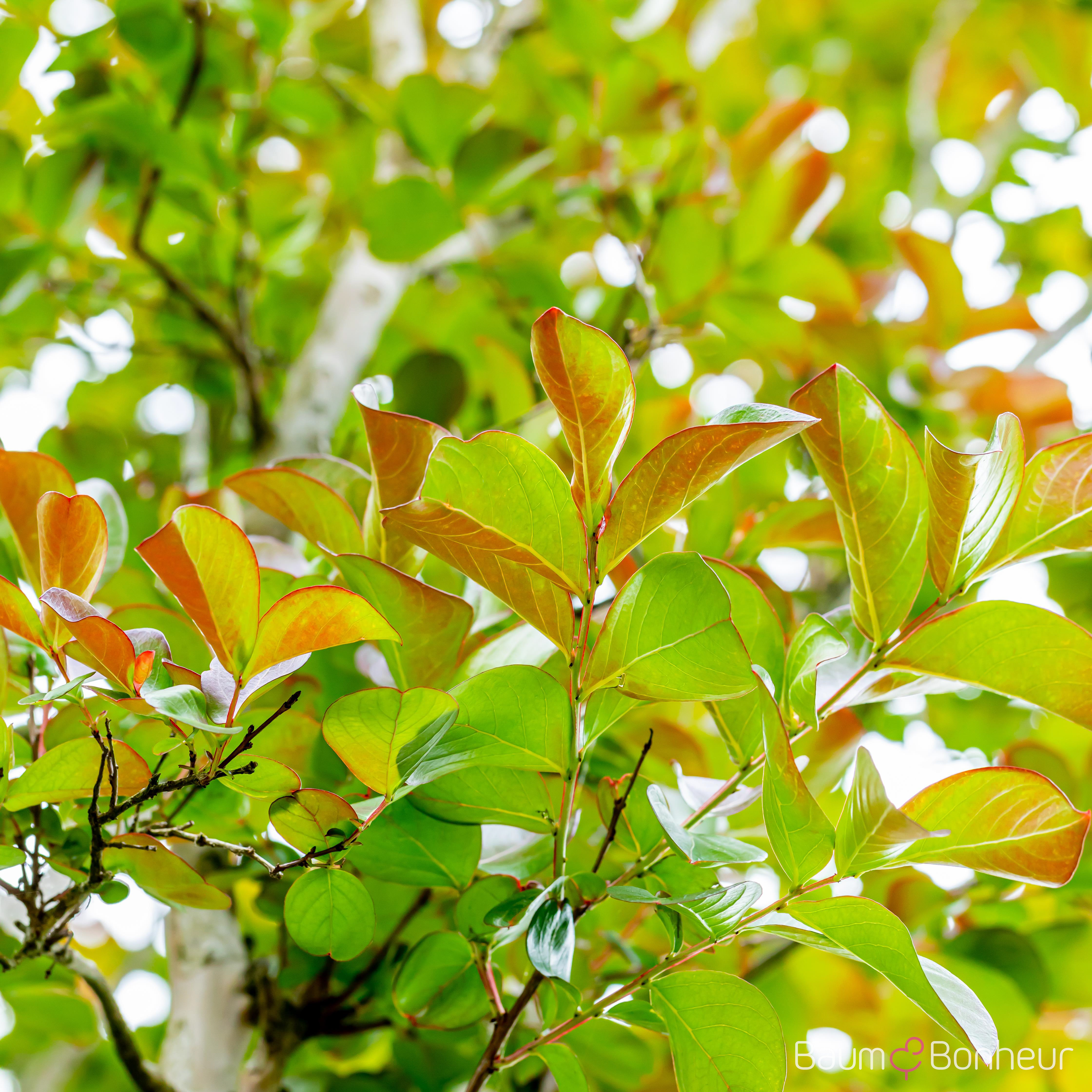 Lonicera henryi