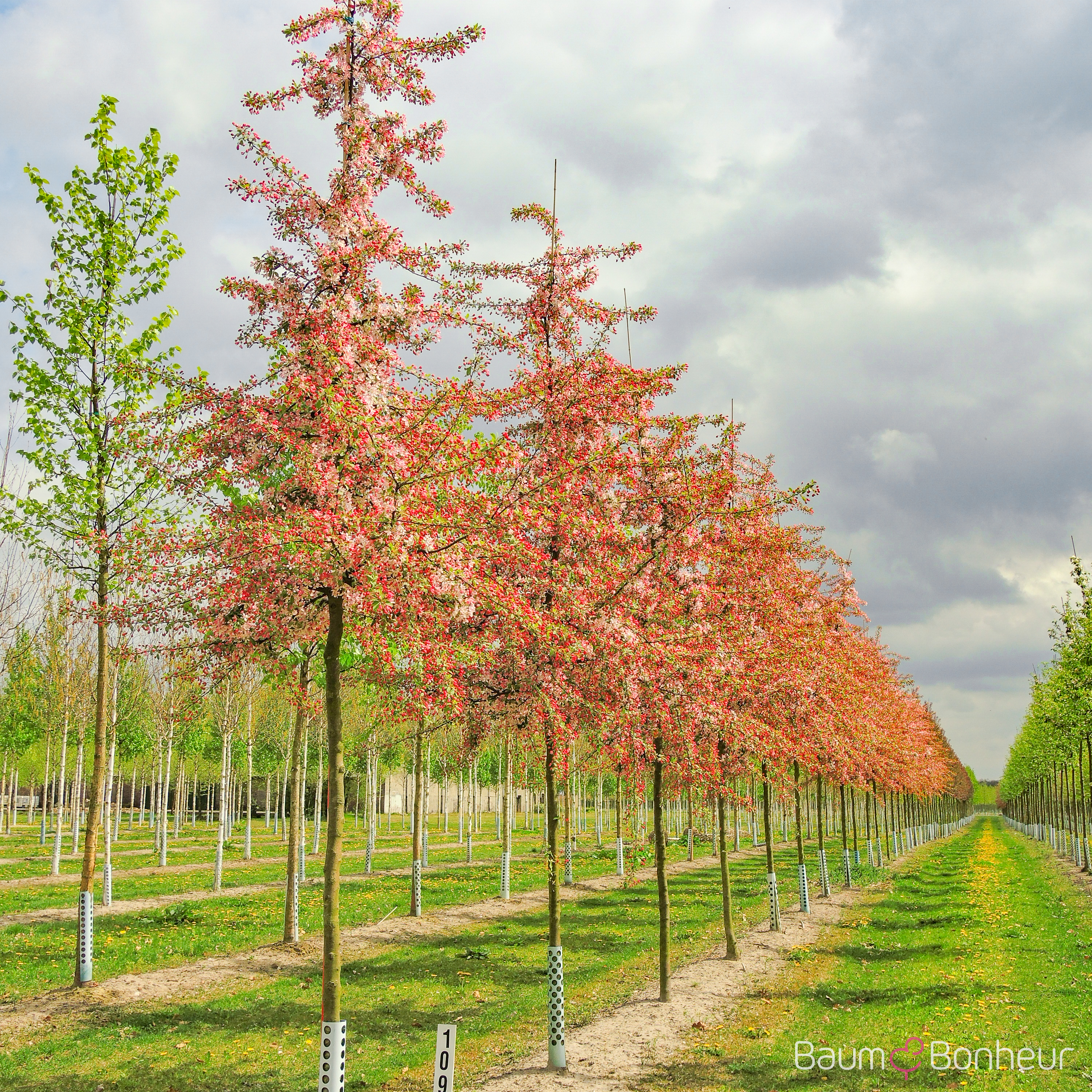 Malus 'Echtermeyer'