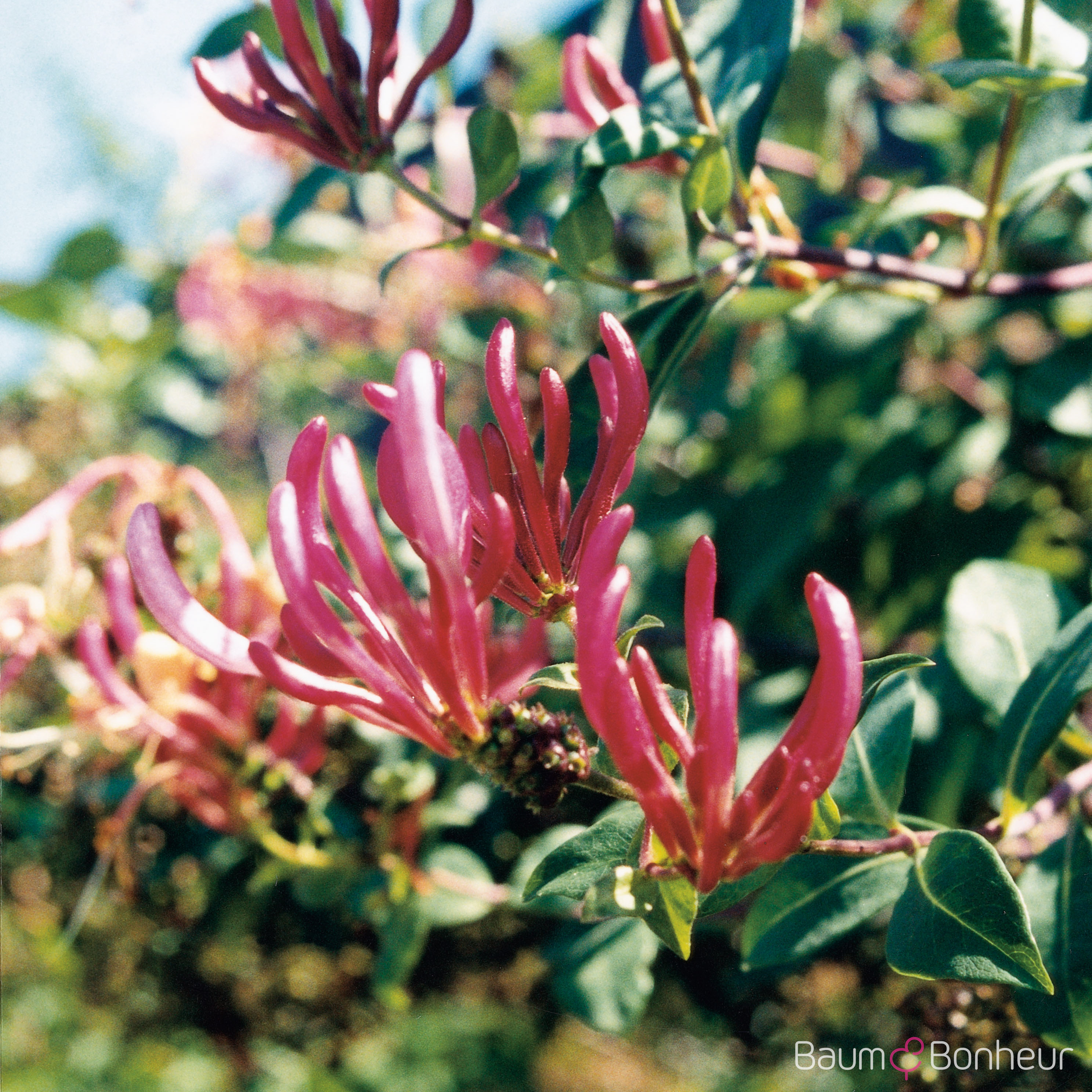 Lonicera x heckrottii