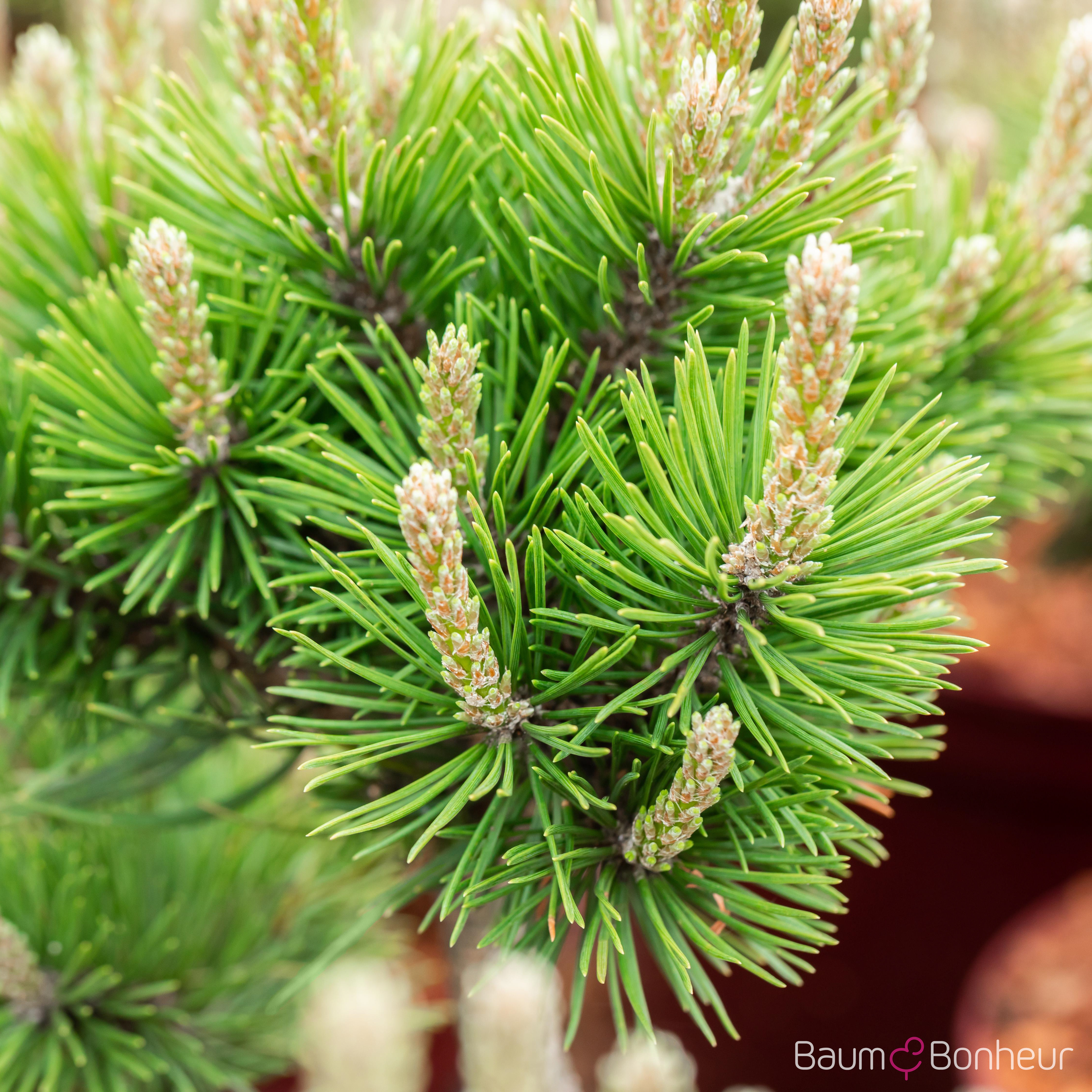 Pinus mugo 'Gnom'