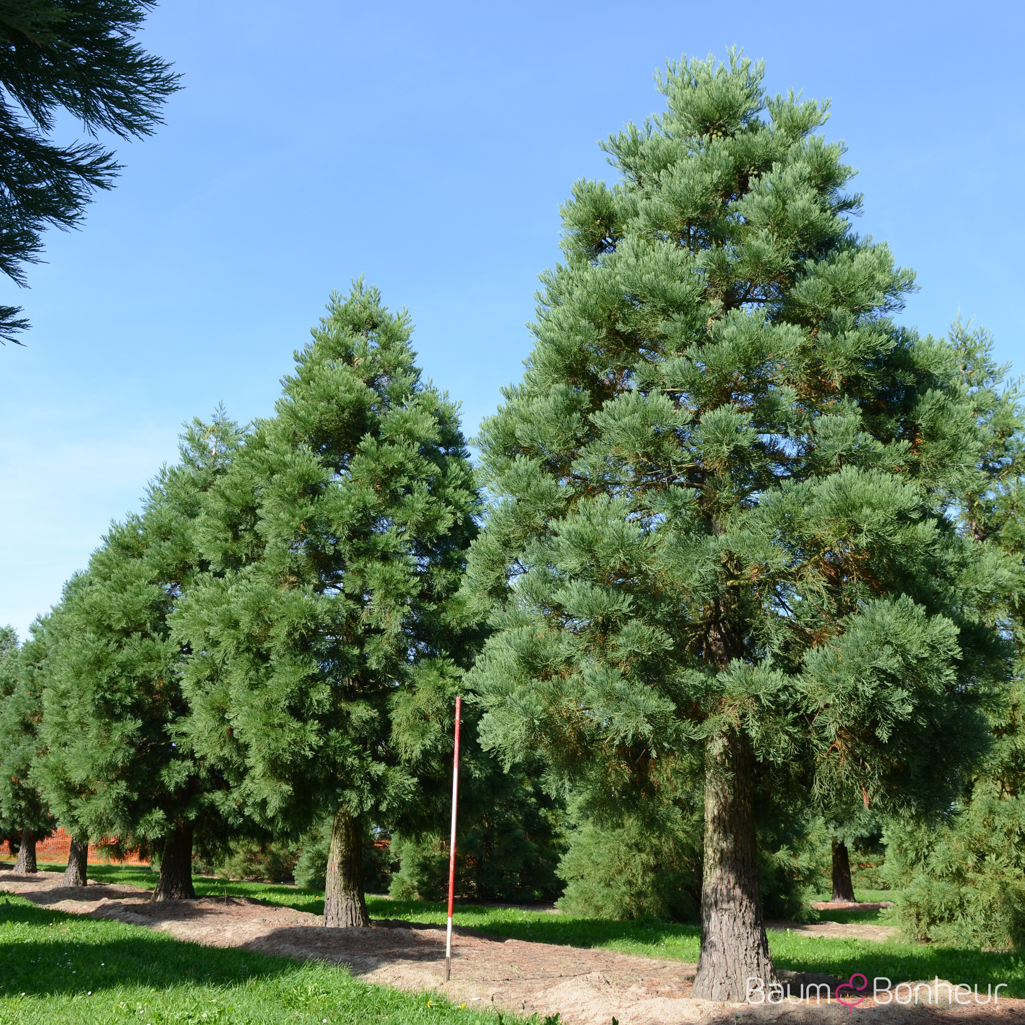 Sequoiadendron giganteum
