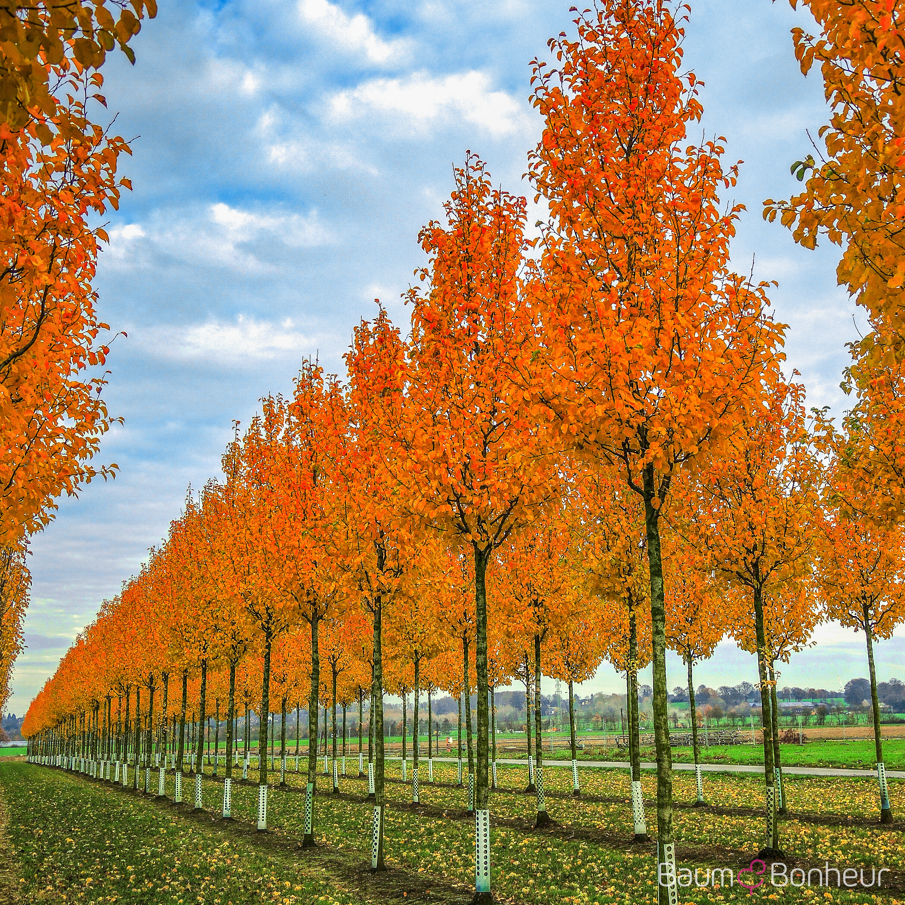 Pyrus calleryana 'Chanticleer'