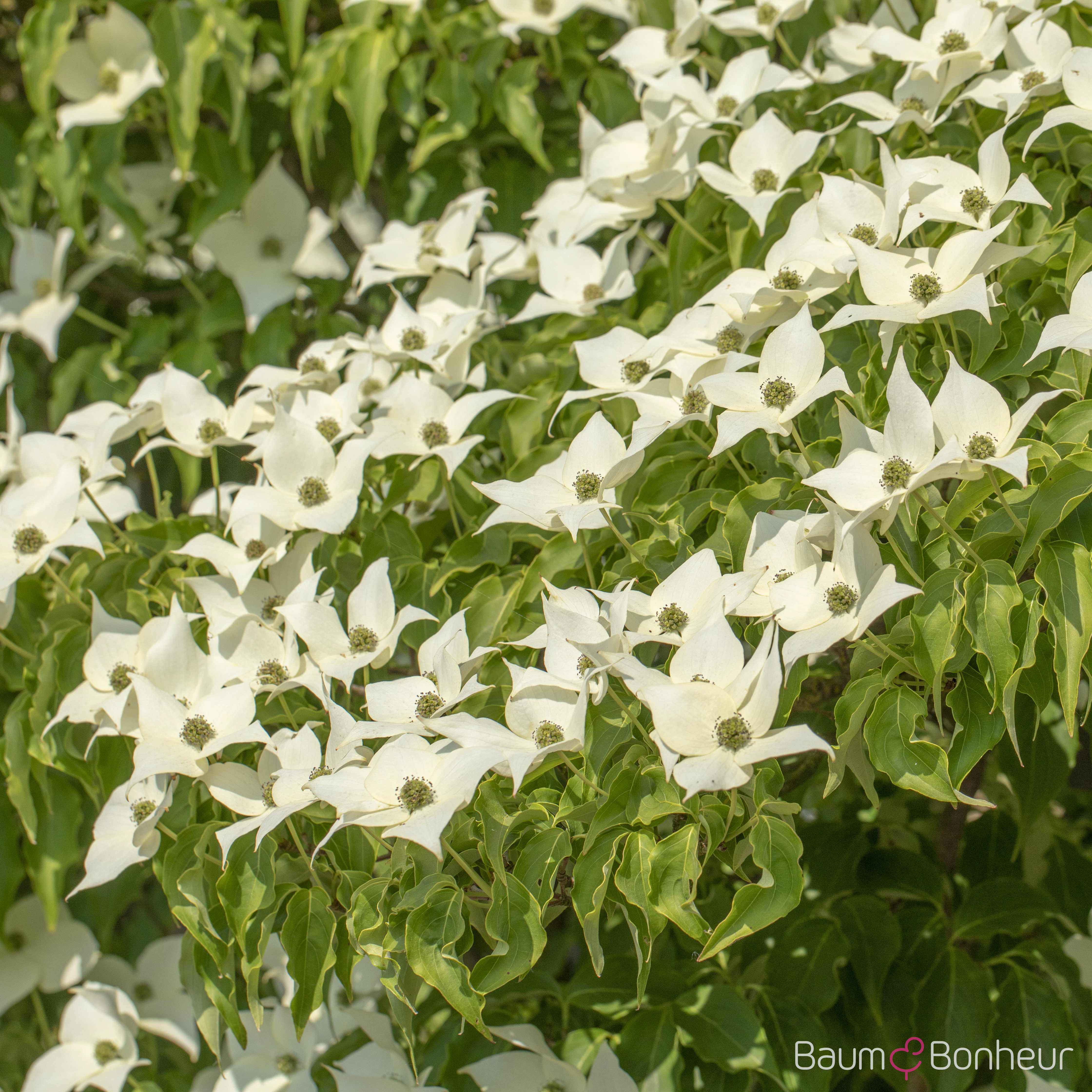 Cornus kousa 'Milky Way'
