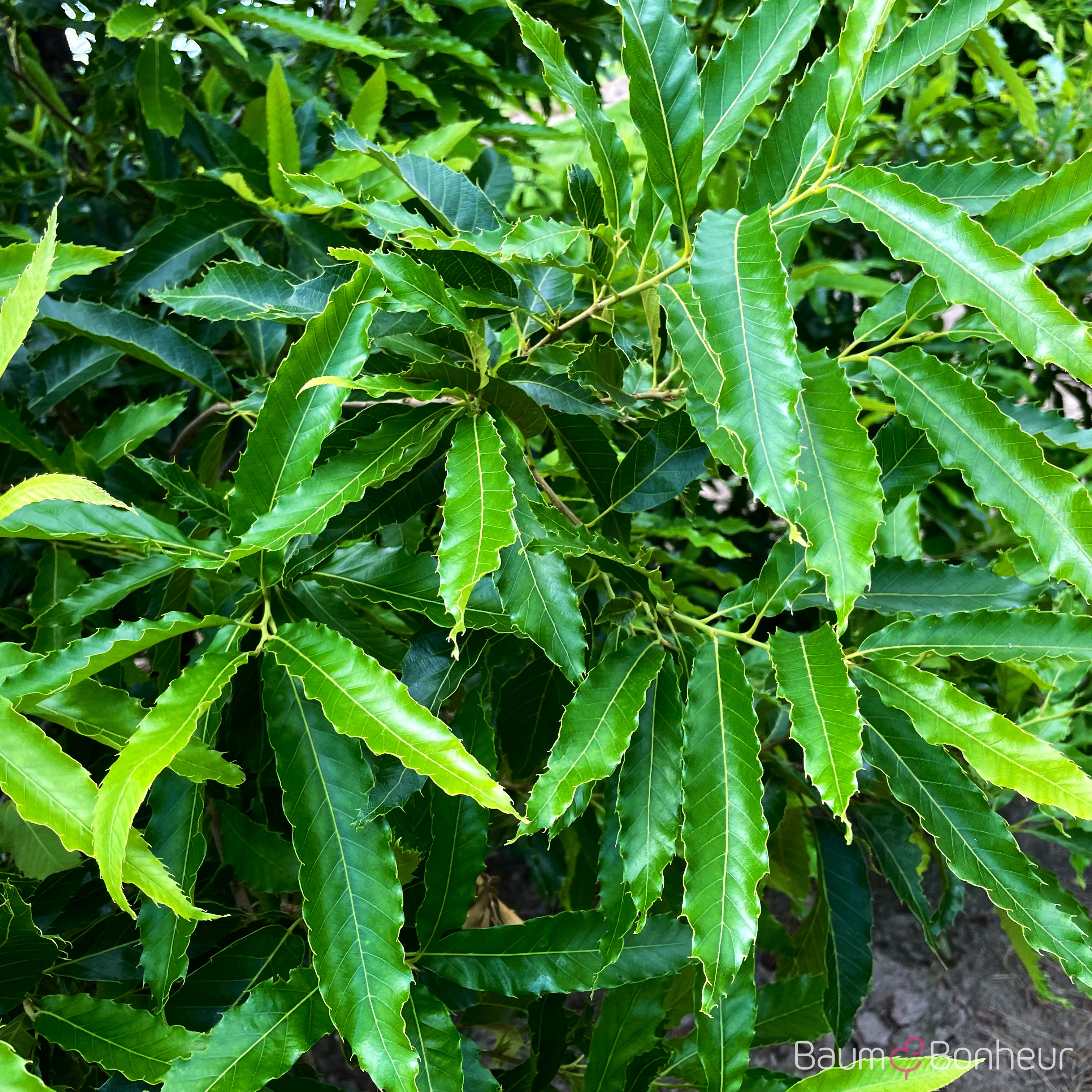 Quercus acutissima