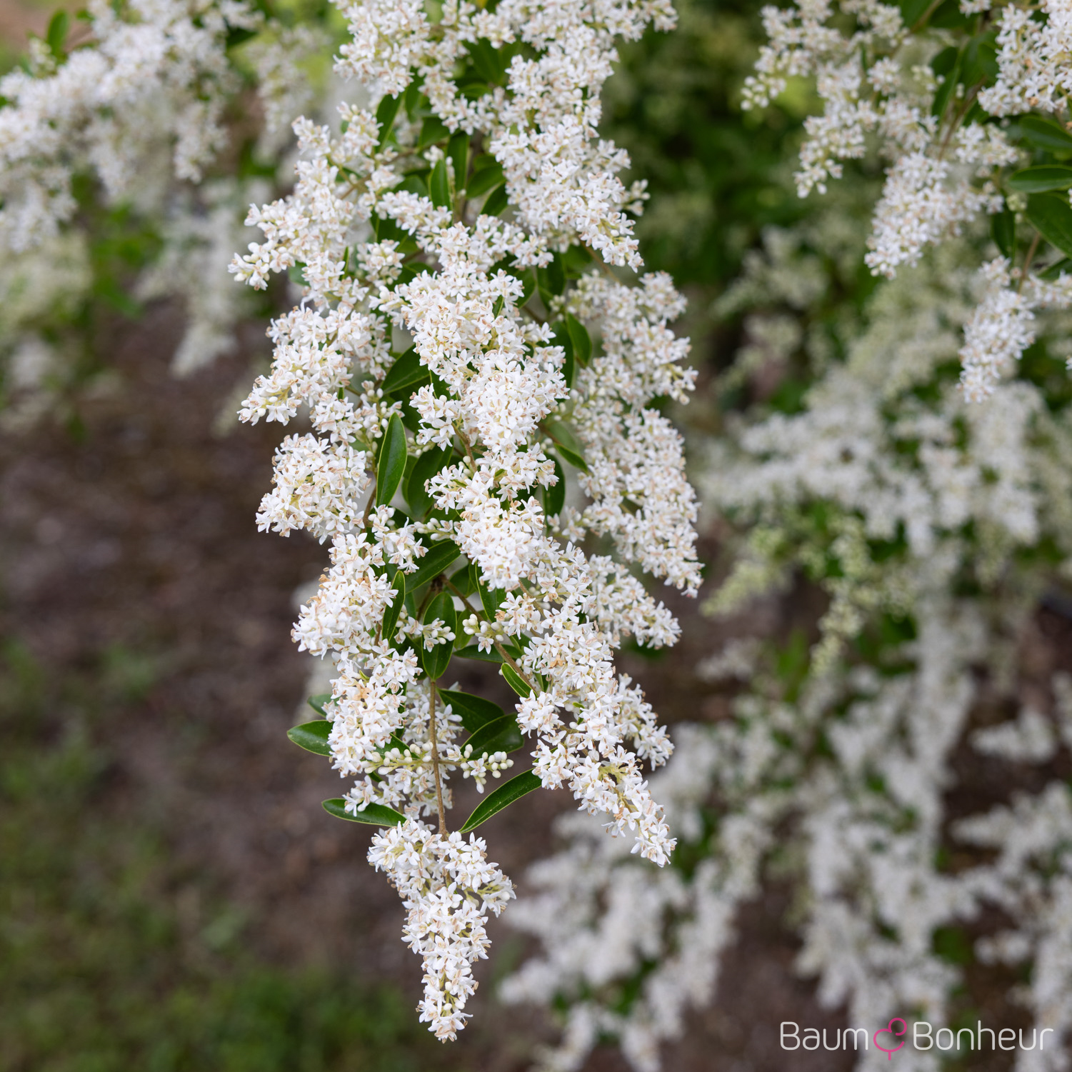 Ligustrum ibota