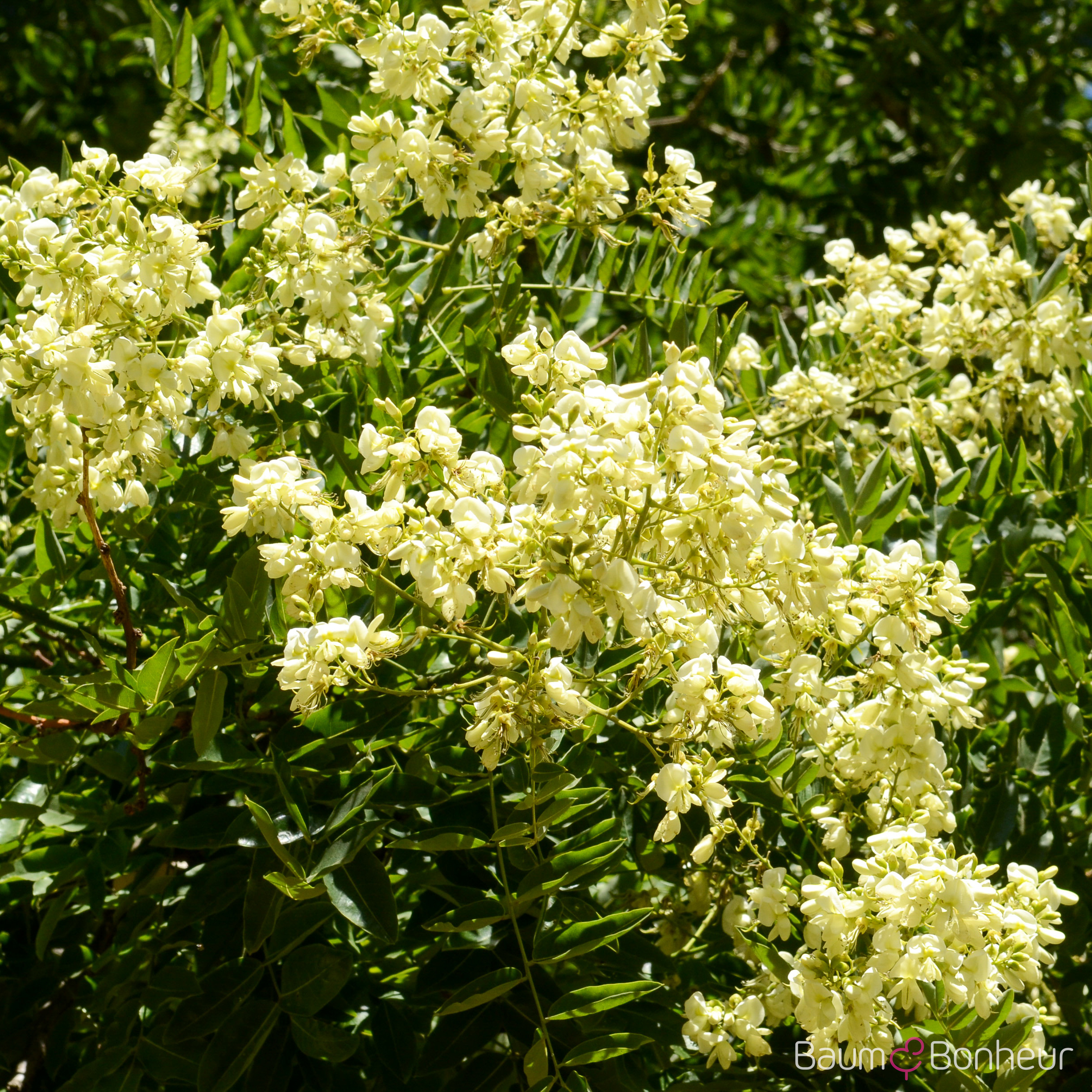 Sophora japonica