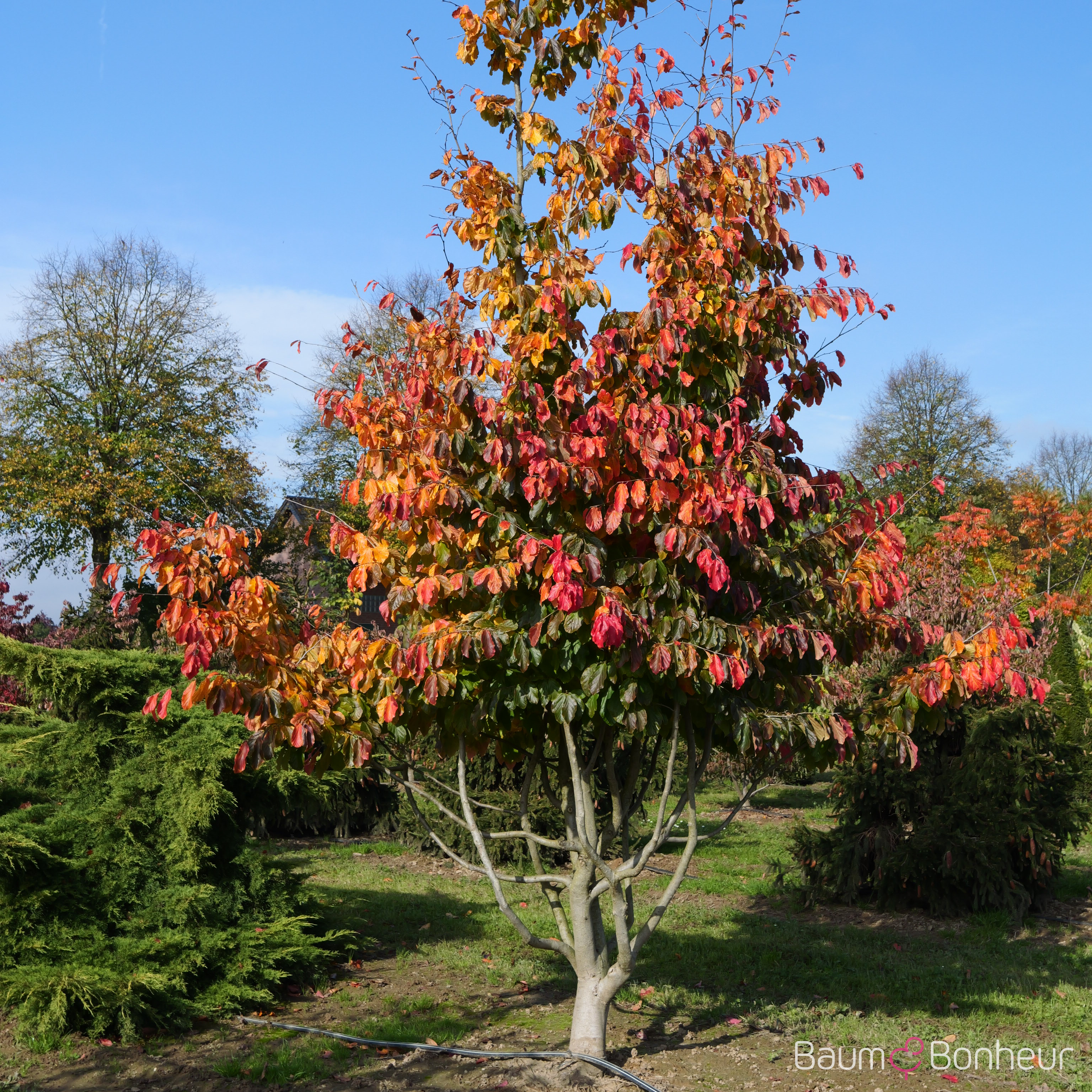 Parrotia persica