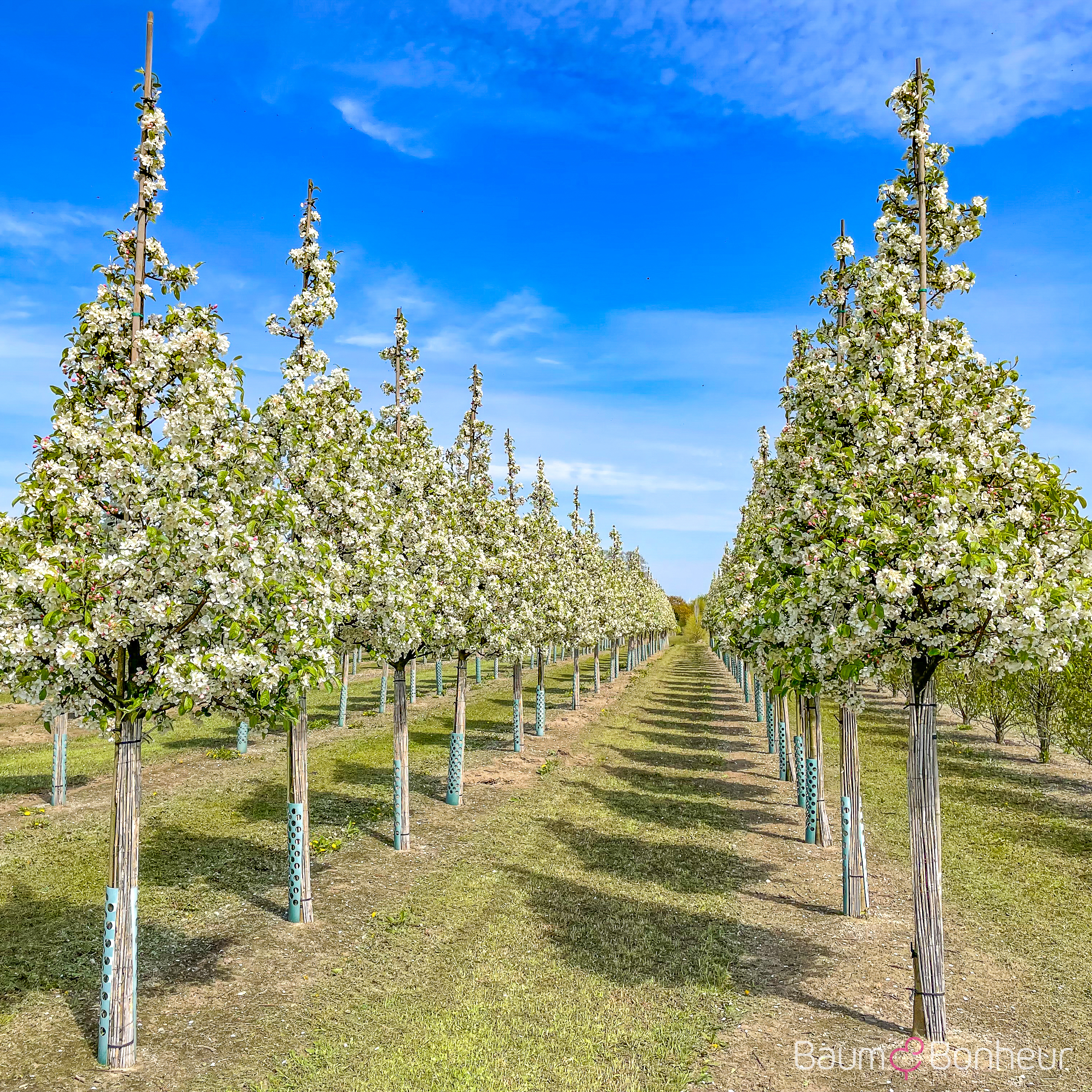 Malus 'Evereste'®