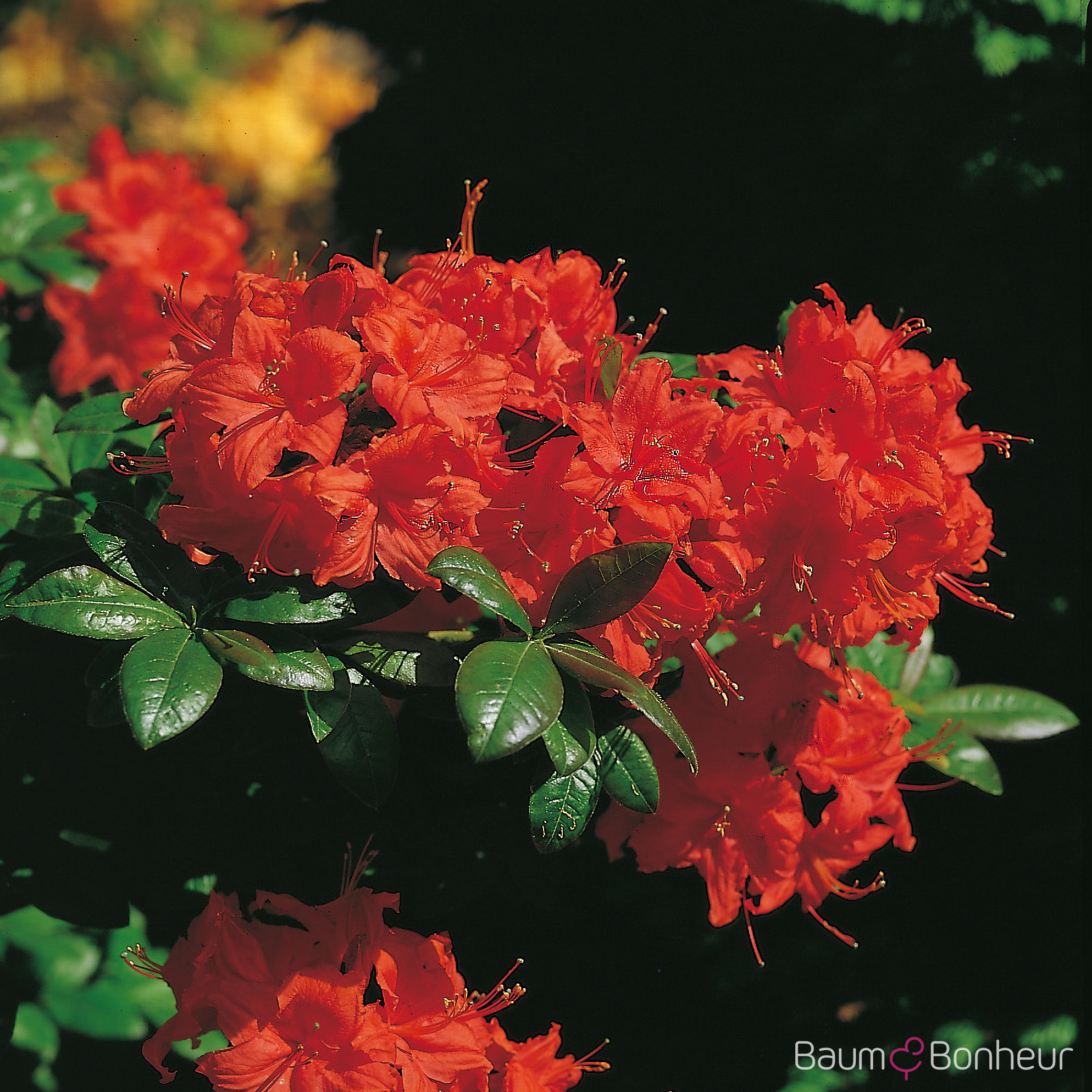 Rhododendron luteum 'Coccinea Speciosa'