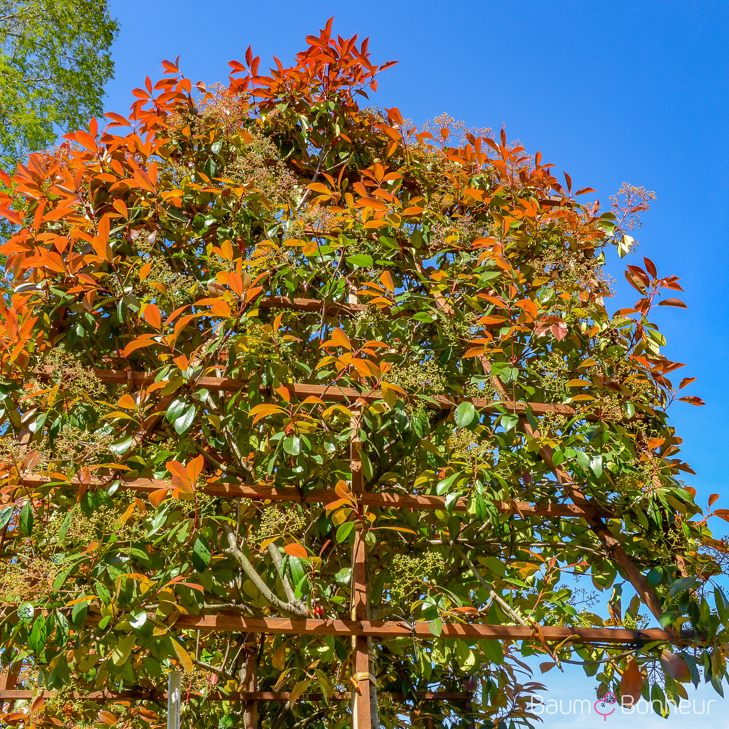 Photinia fraseri 'Red Robin'