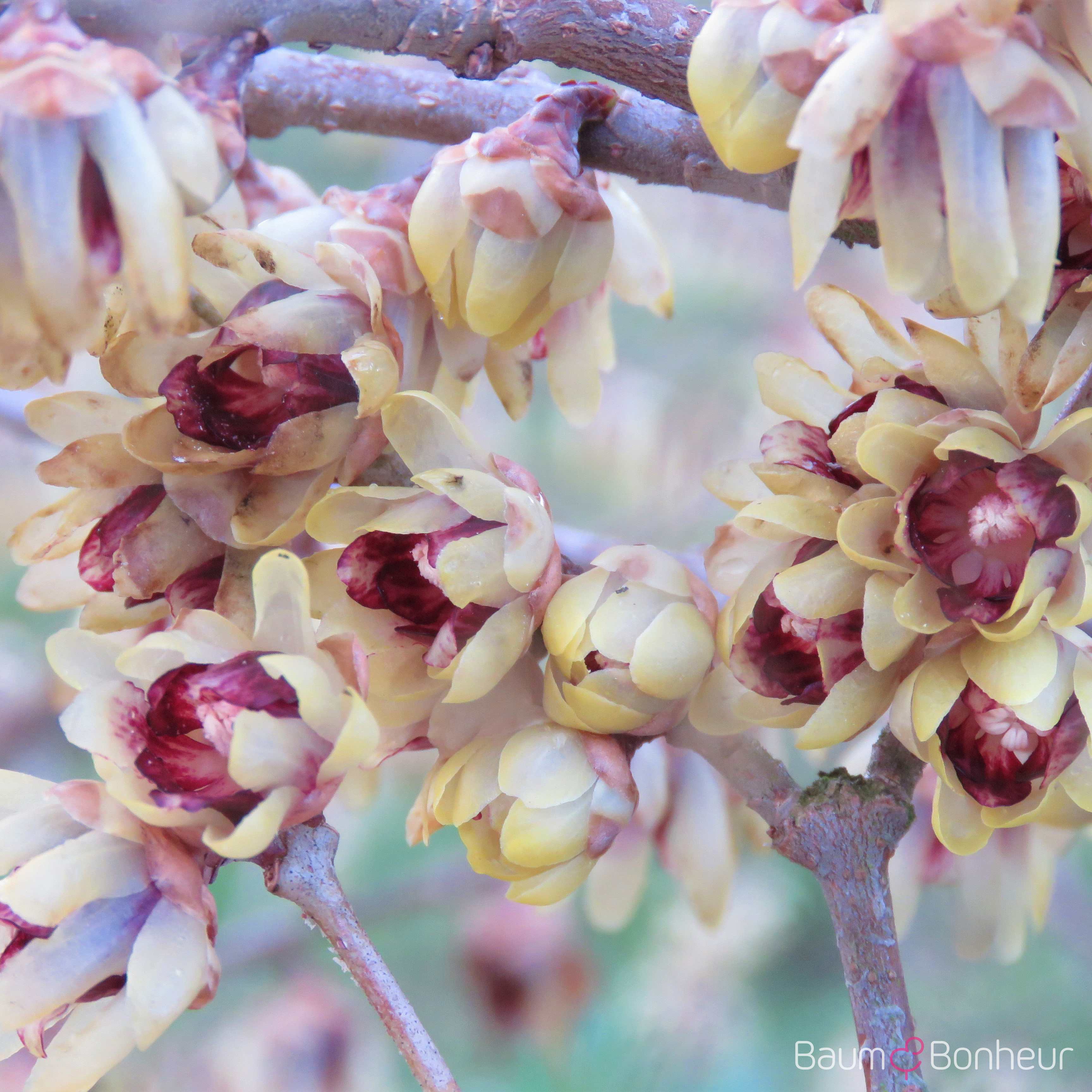 Chimonanthus praecox