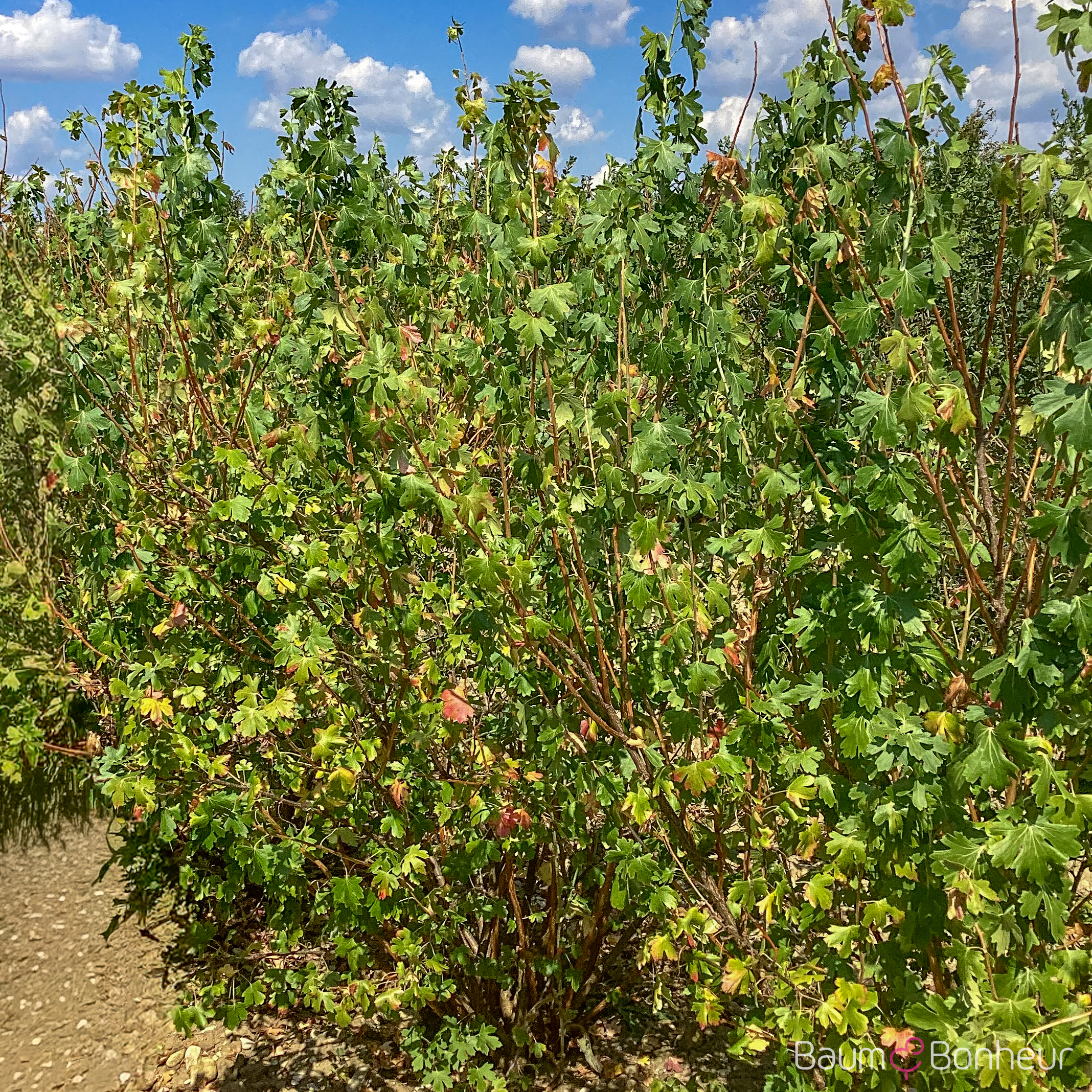 Ribes aureum