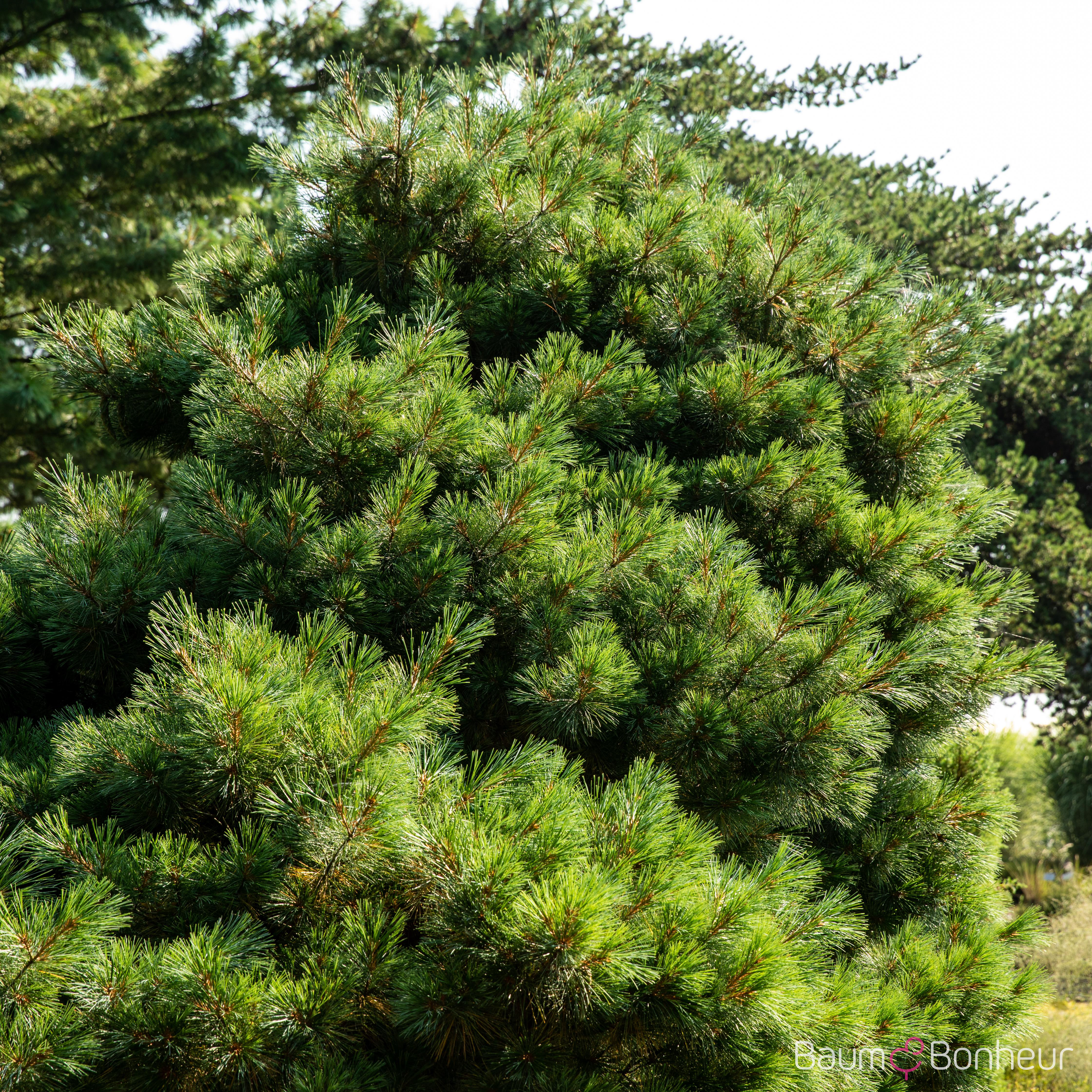 Pinus strobus 'Radiata'