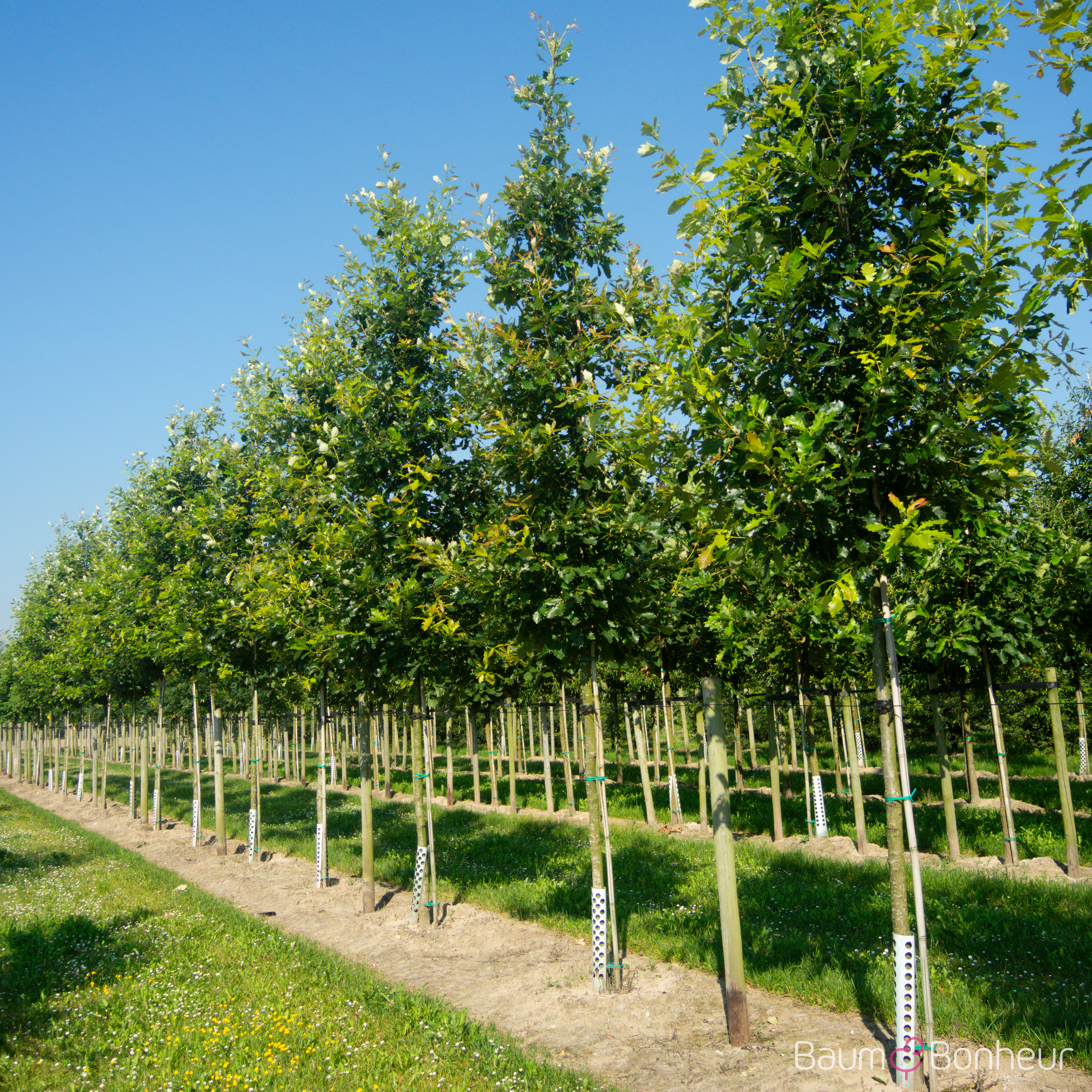 Quercus macdanielii 'Heritage' -R-