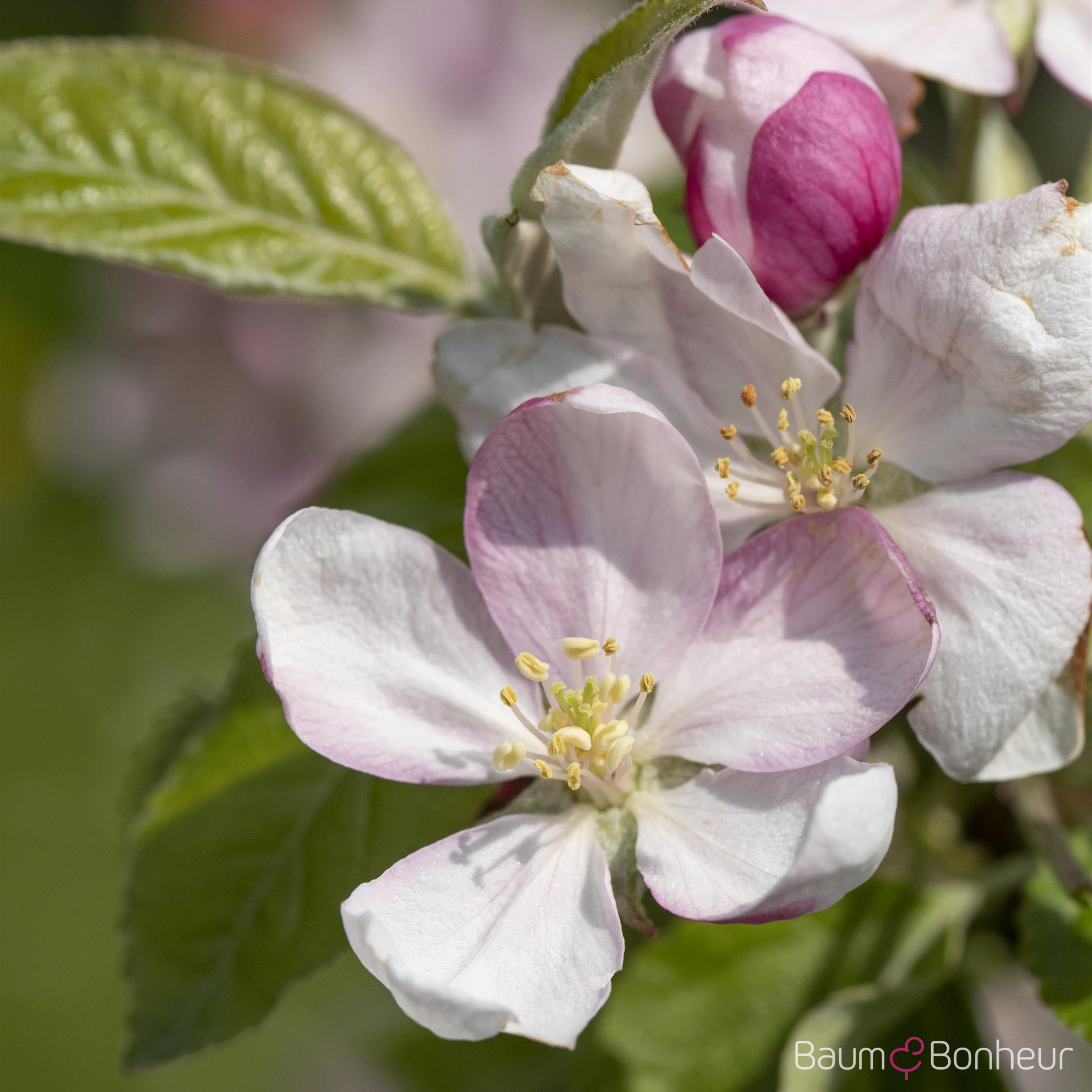 Malus 'Pinova'