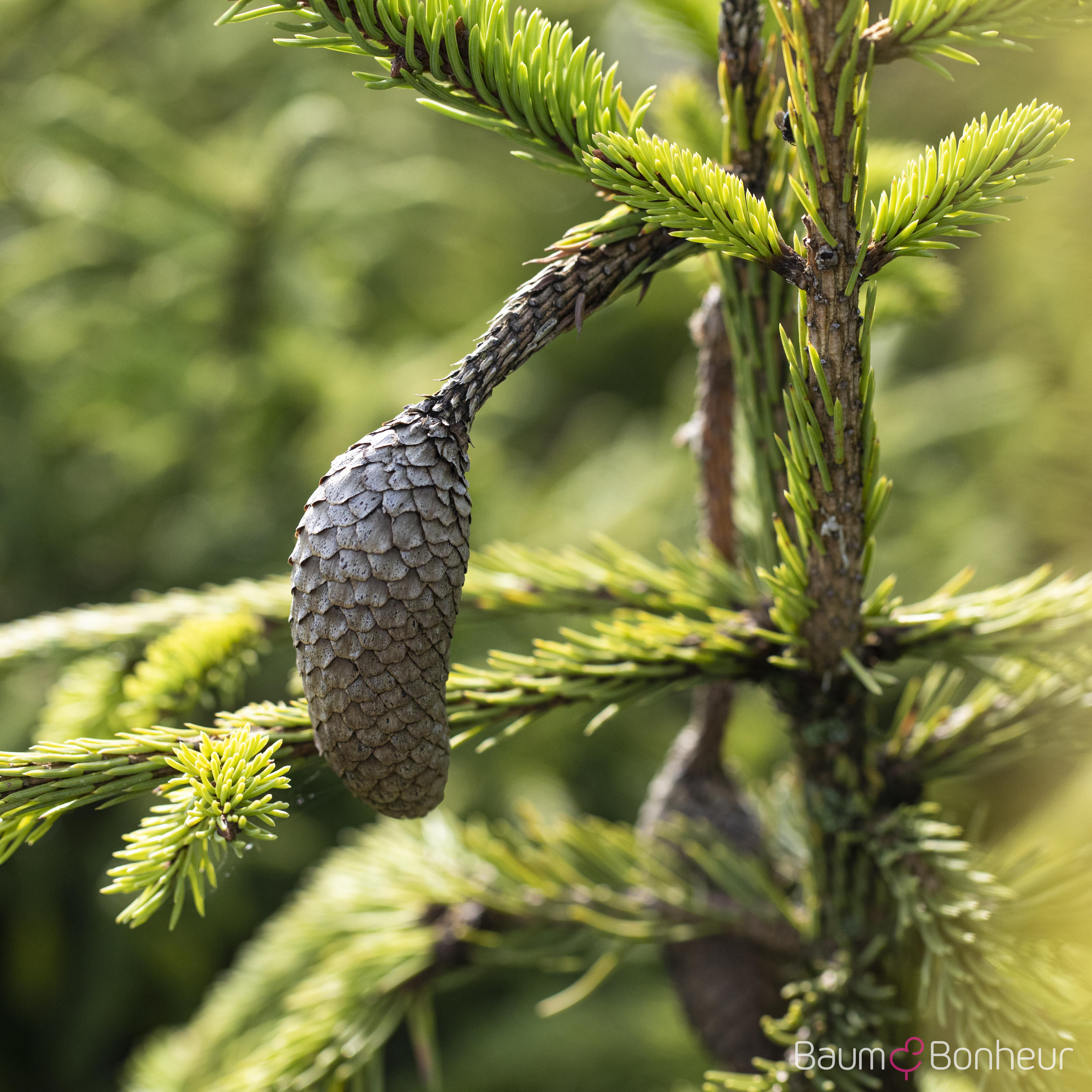 Picea abies 'Acrocona'