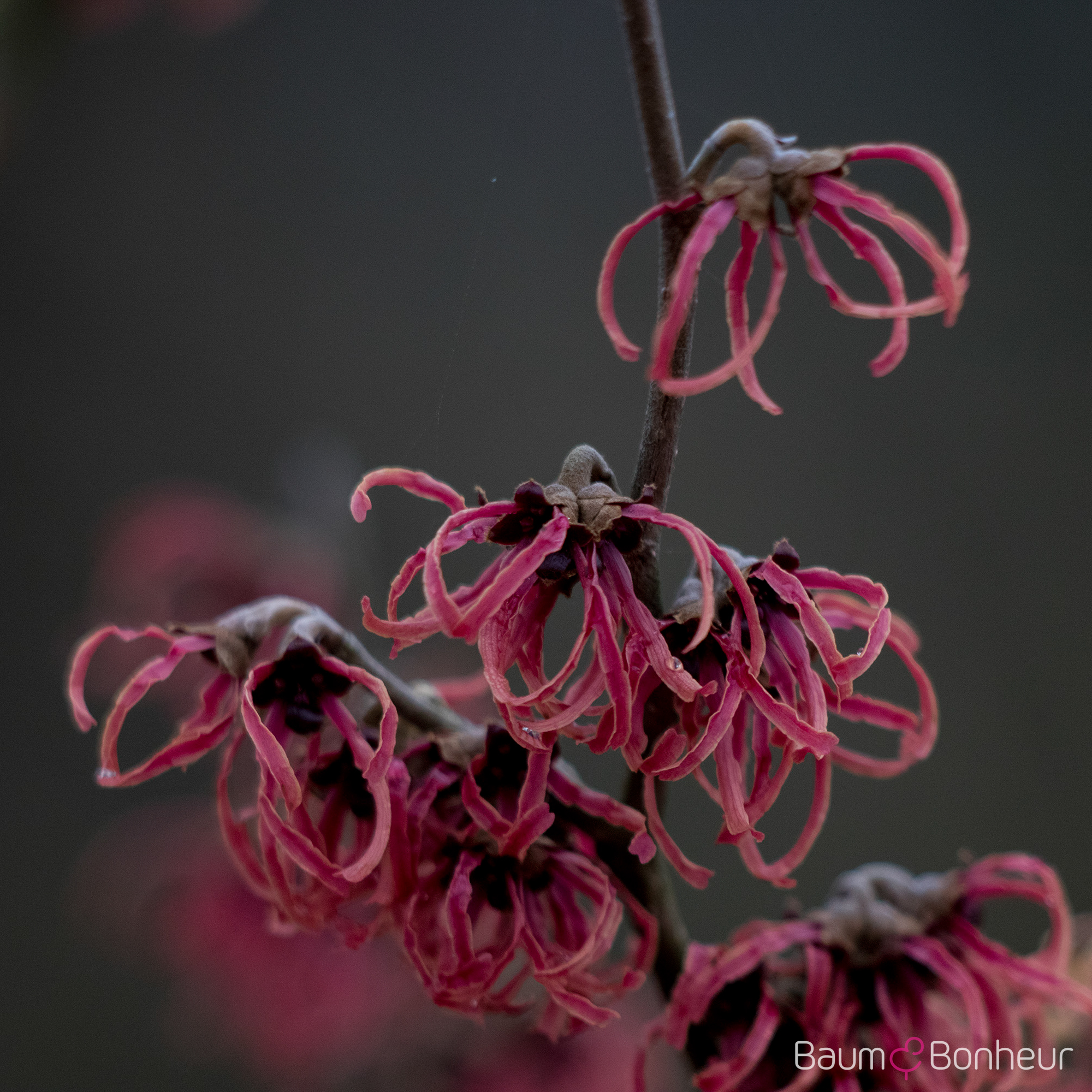 Hamamelis intermedia 'Feuerzauber'