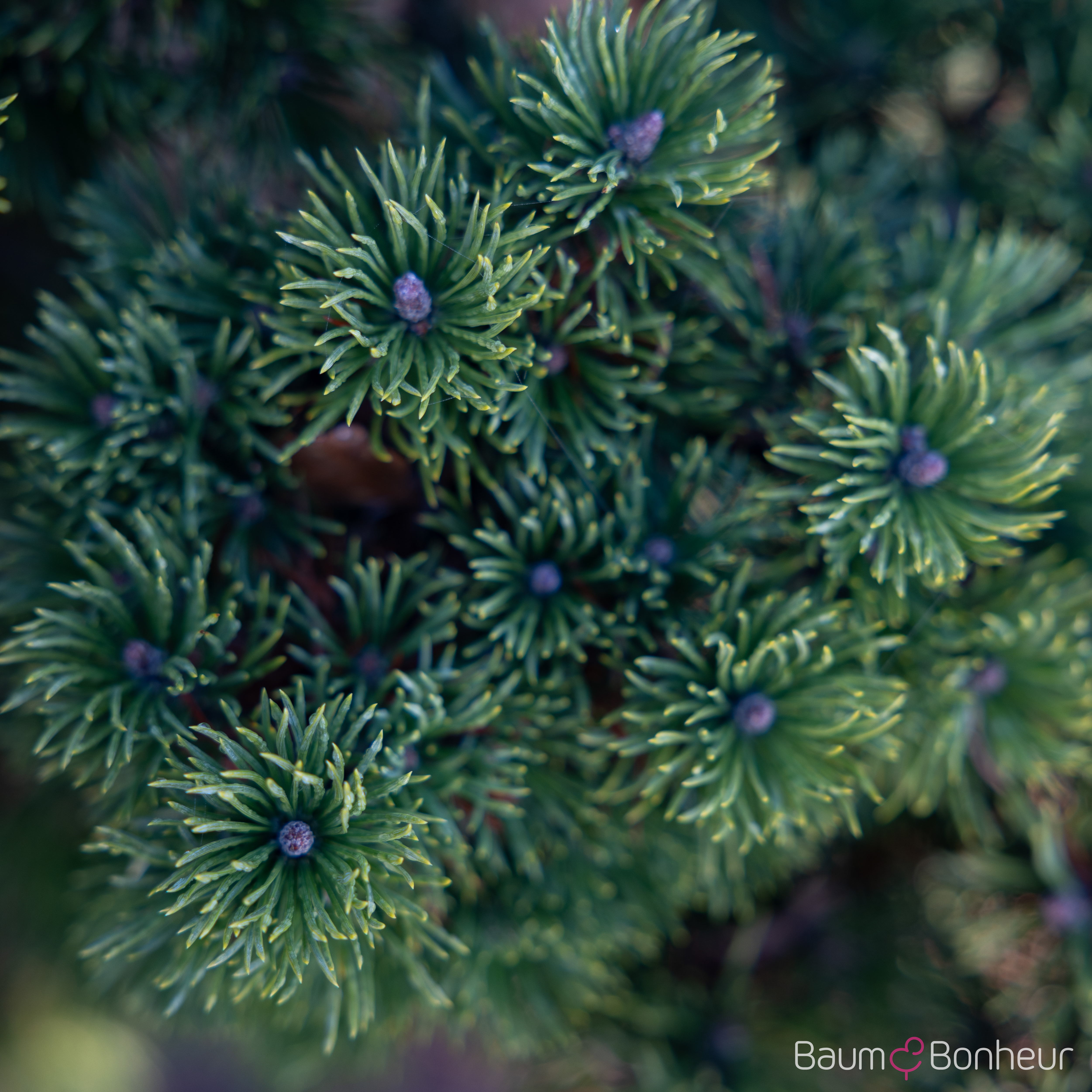 Pinus mugo 'Mops'
