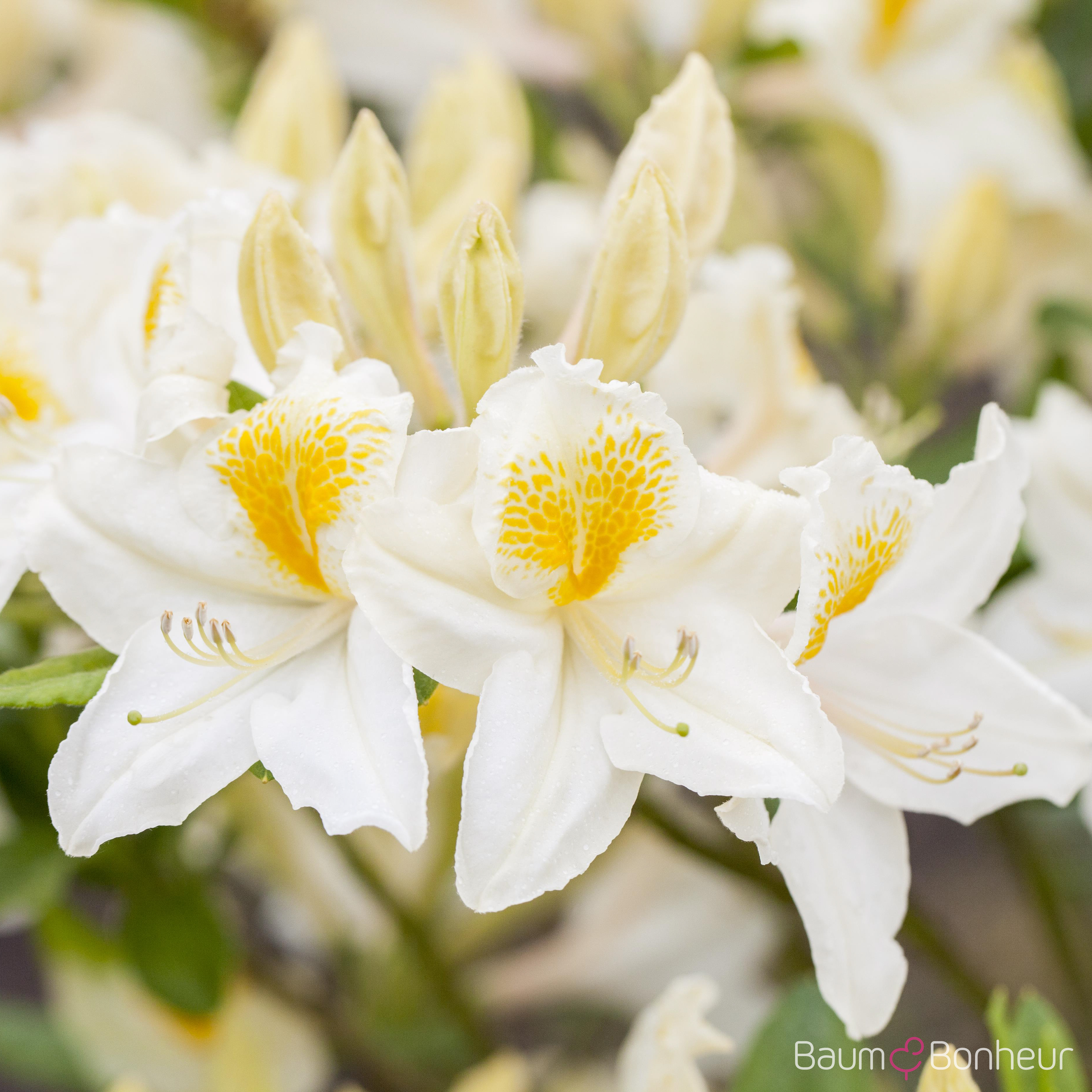 Rhododendron luteum 'Persil'