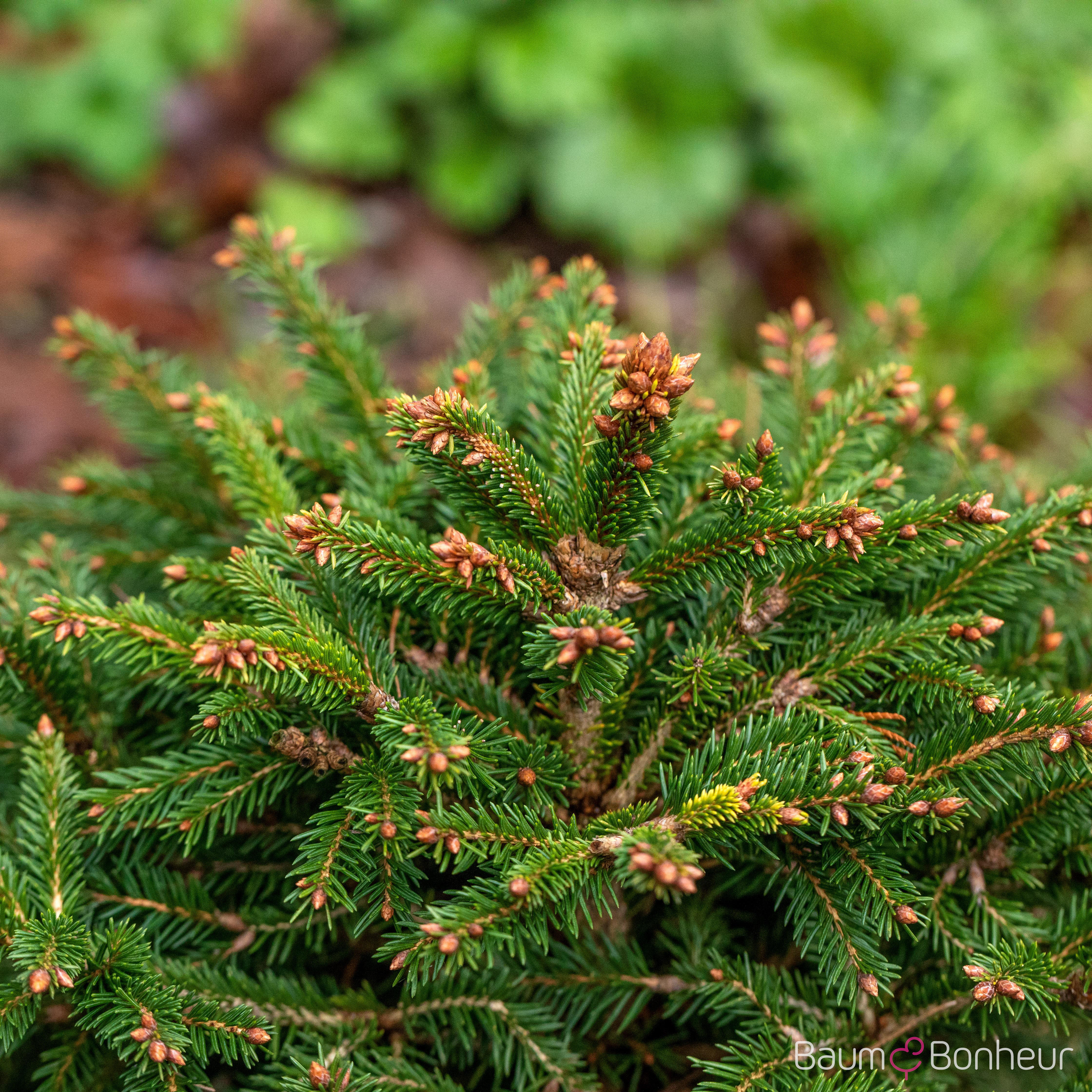 Picea abies 'Ohlendorffii'