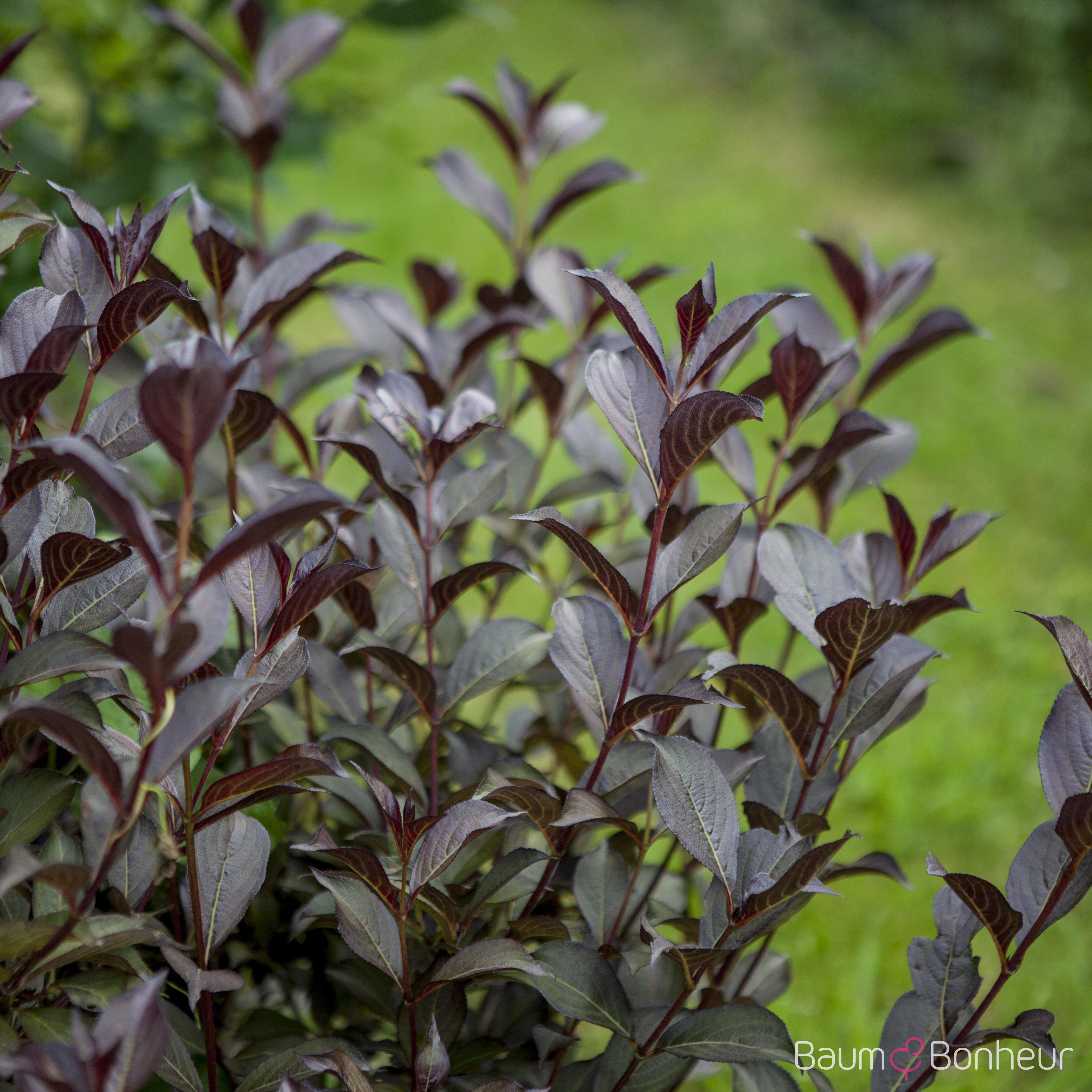 Weigela florida 'Purpurea'