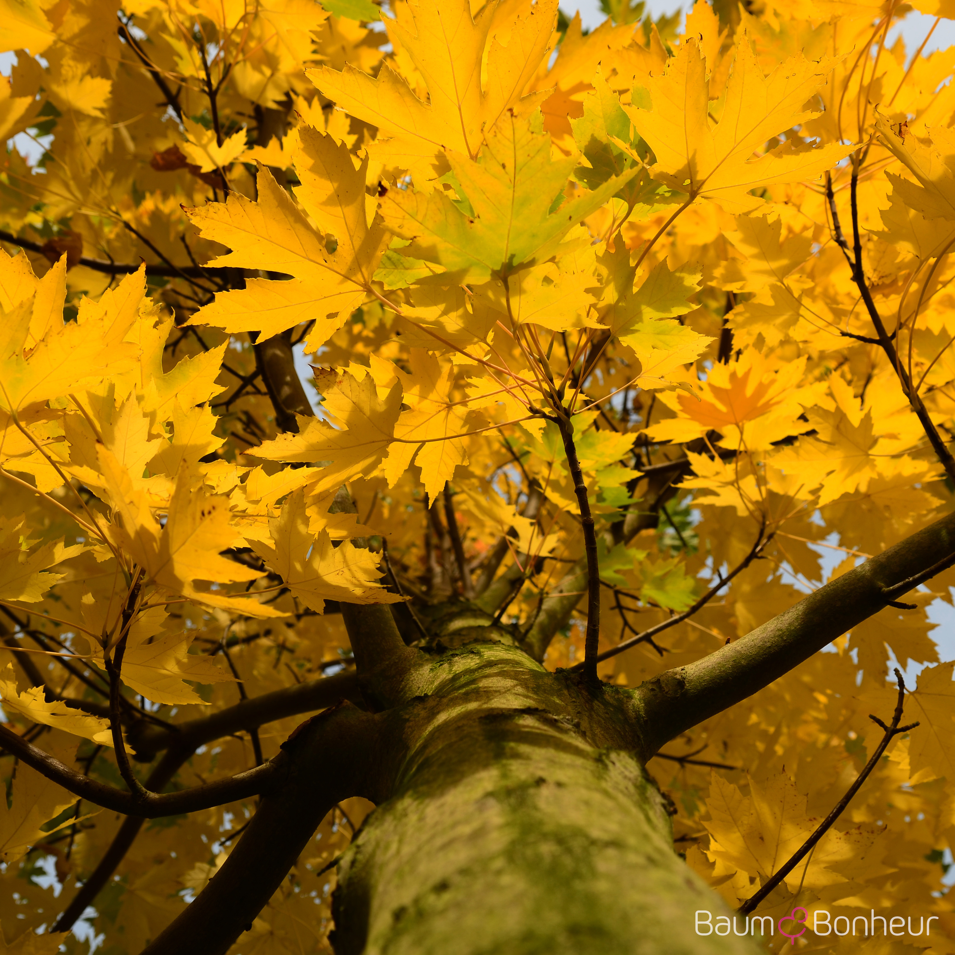 Acer x freemanii 'Celzam'