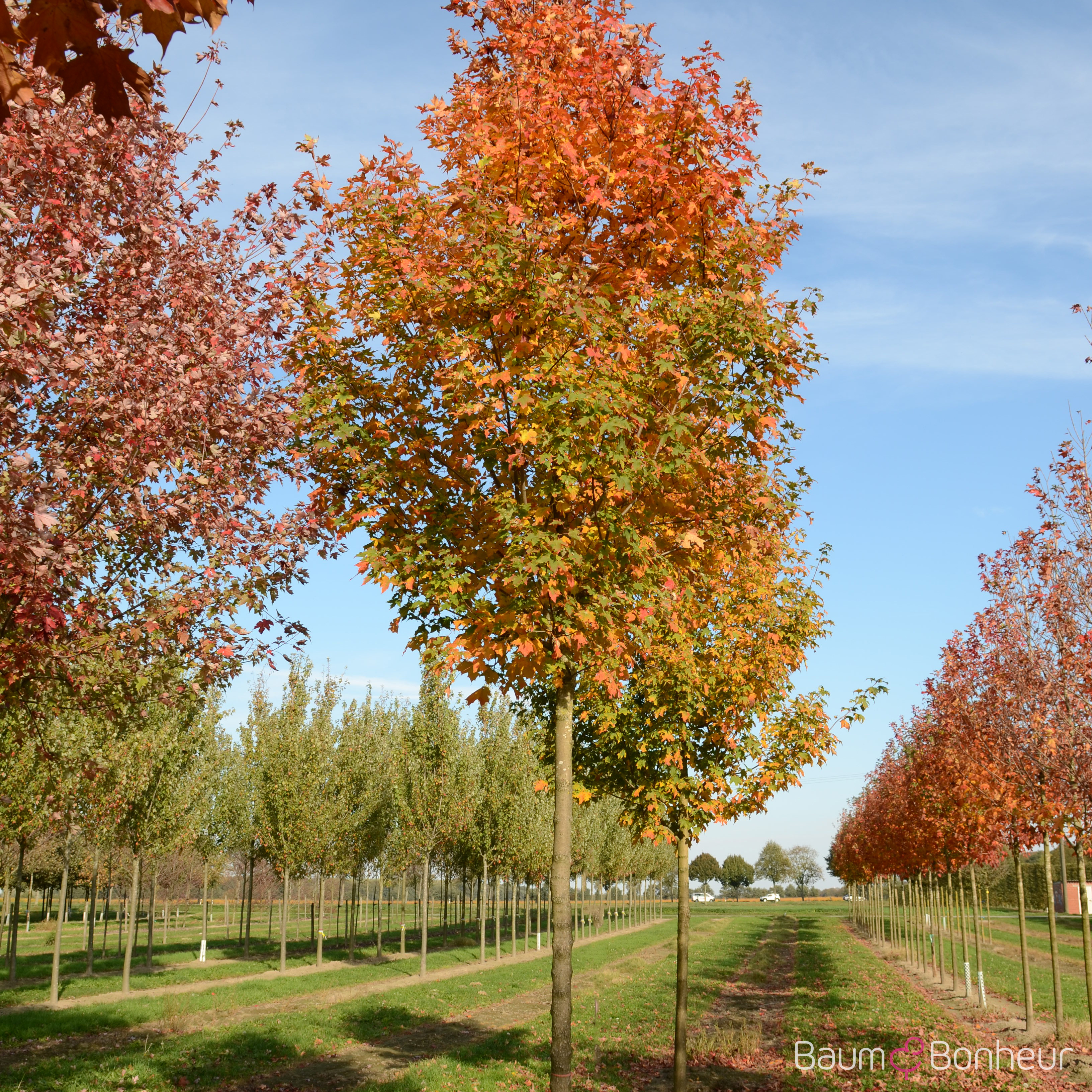Acer saccharum 'Green Mountain'