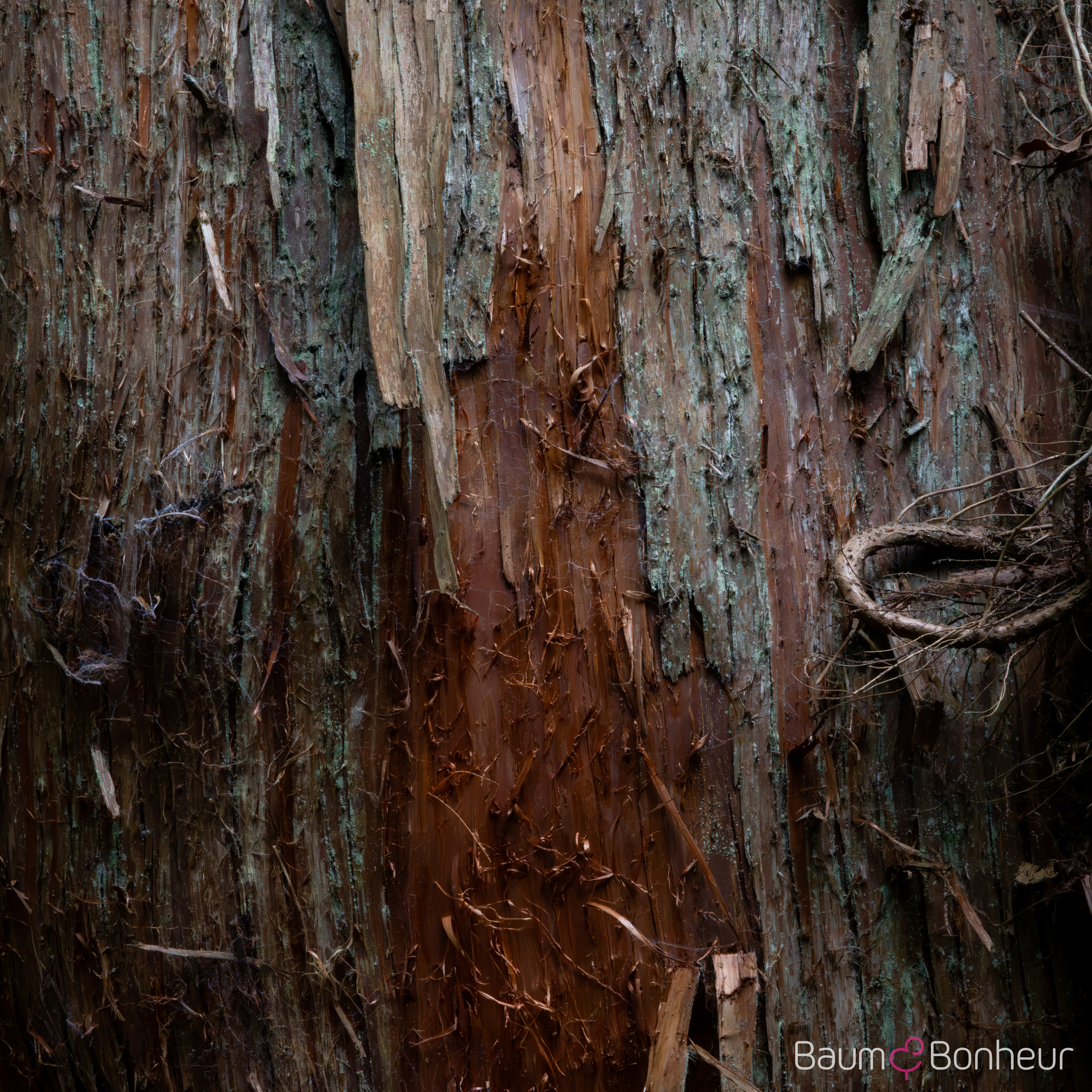 Cryptomeria japonica