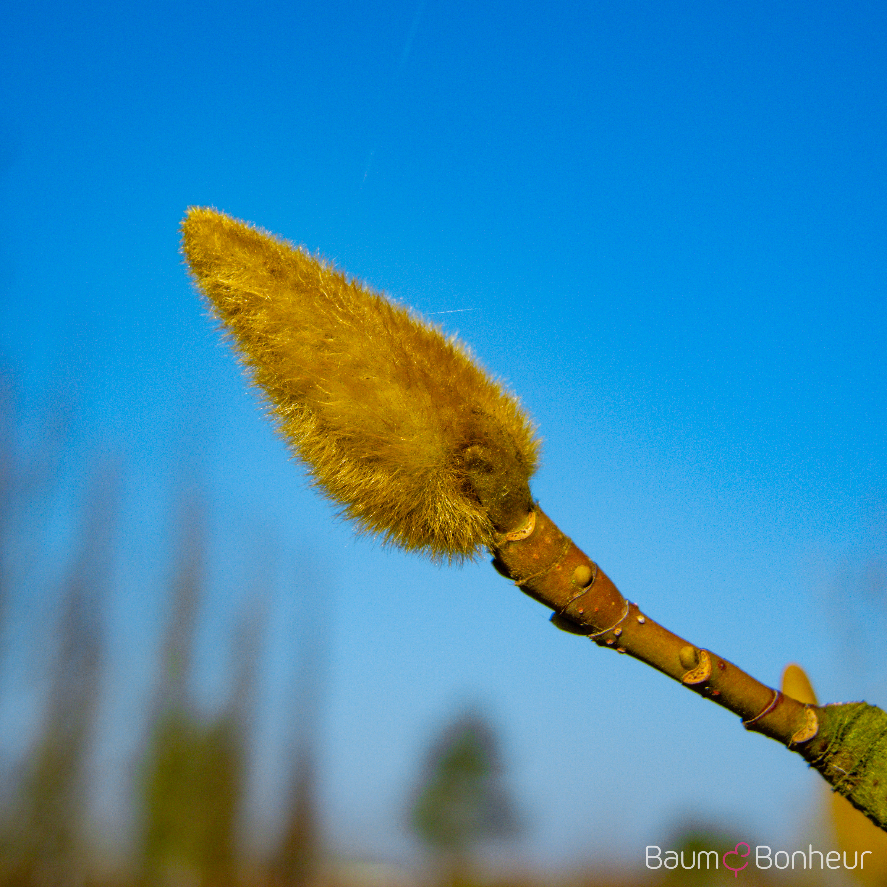 Magnolia biondii