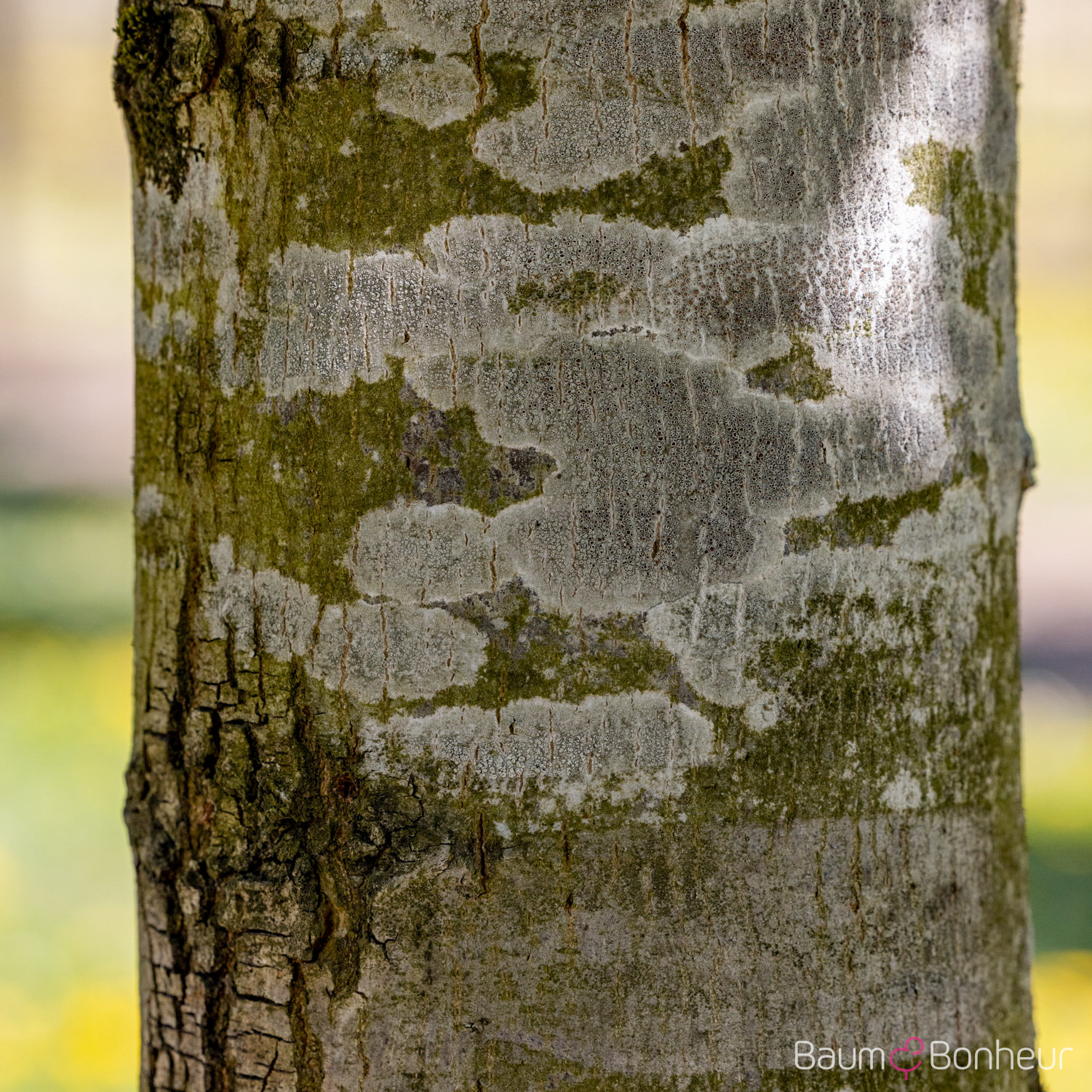 Tilia tomentosa