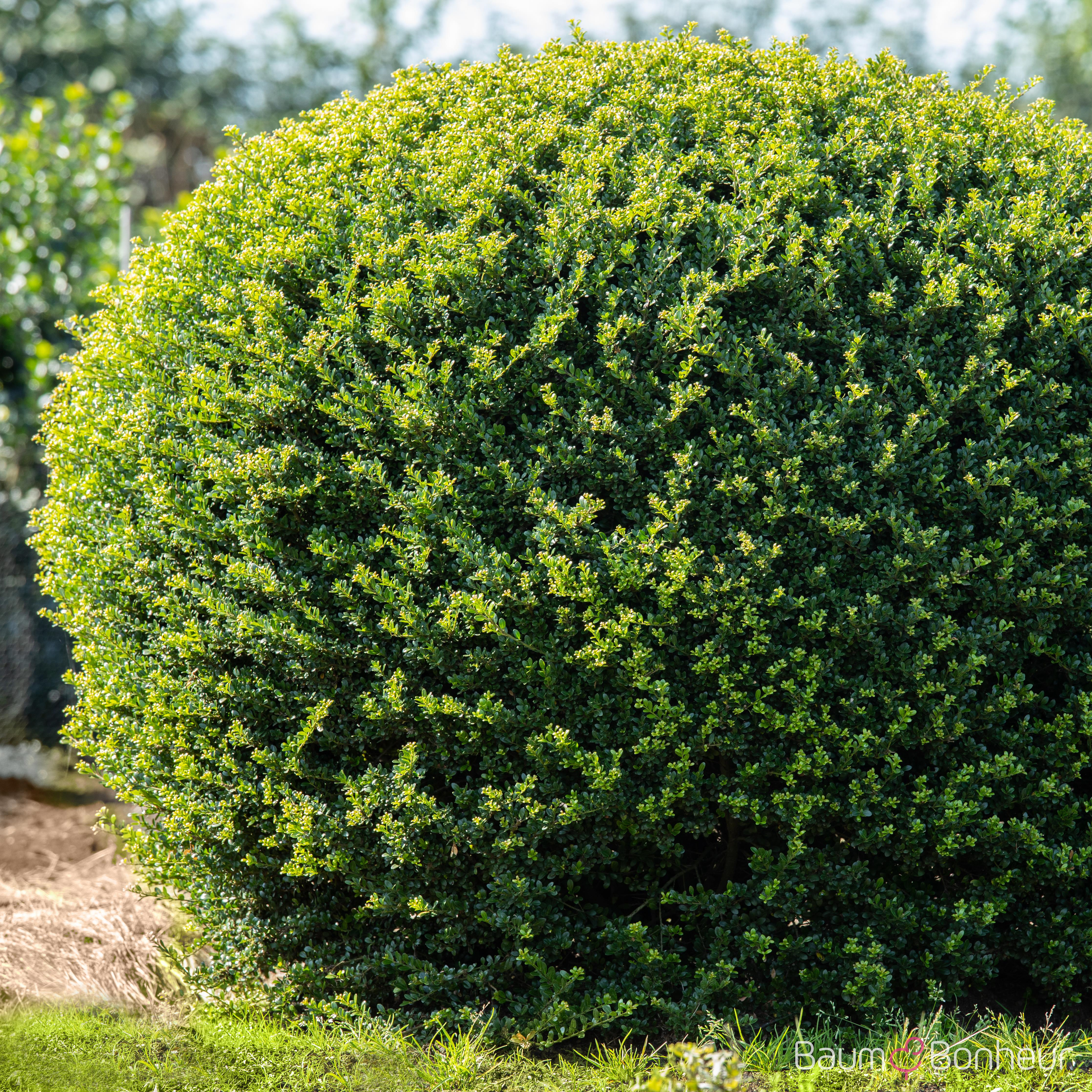 Ilex crenata