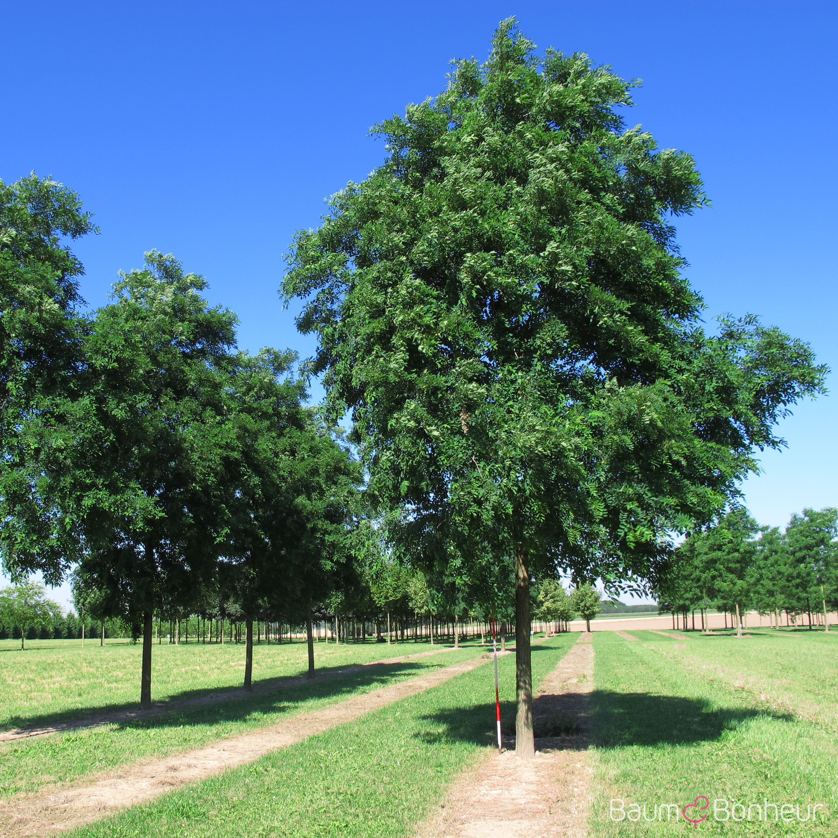 Robinia pseudoacacia 'Semperflorens'