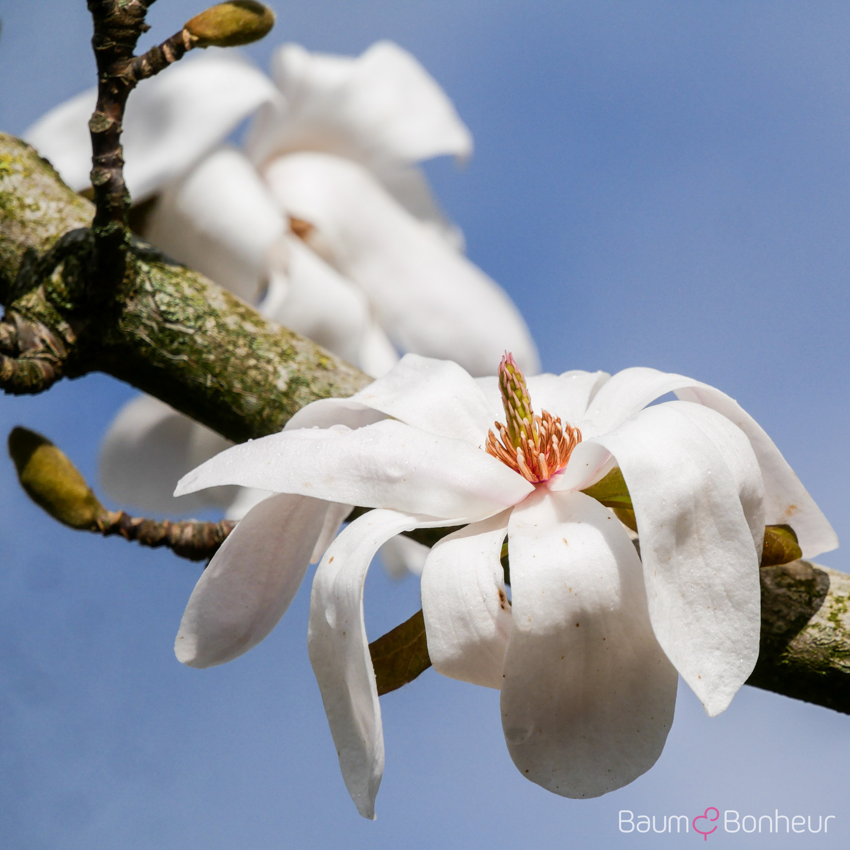 Magnolia loebneri 'Merrill'