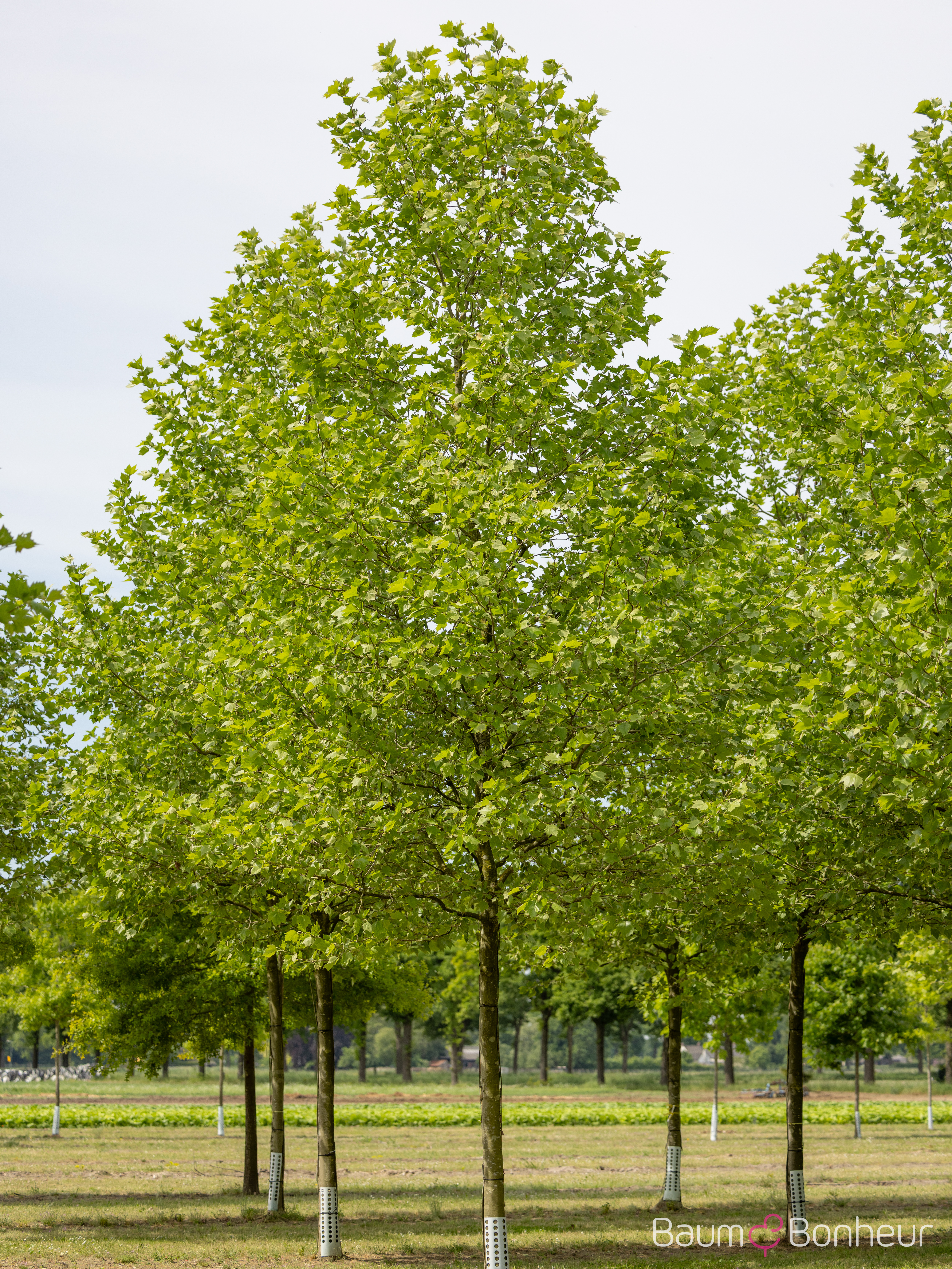 Platanus hispanica