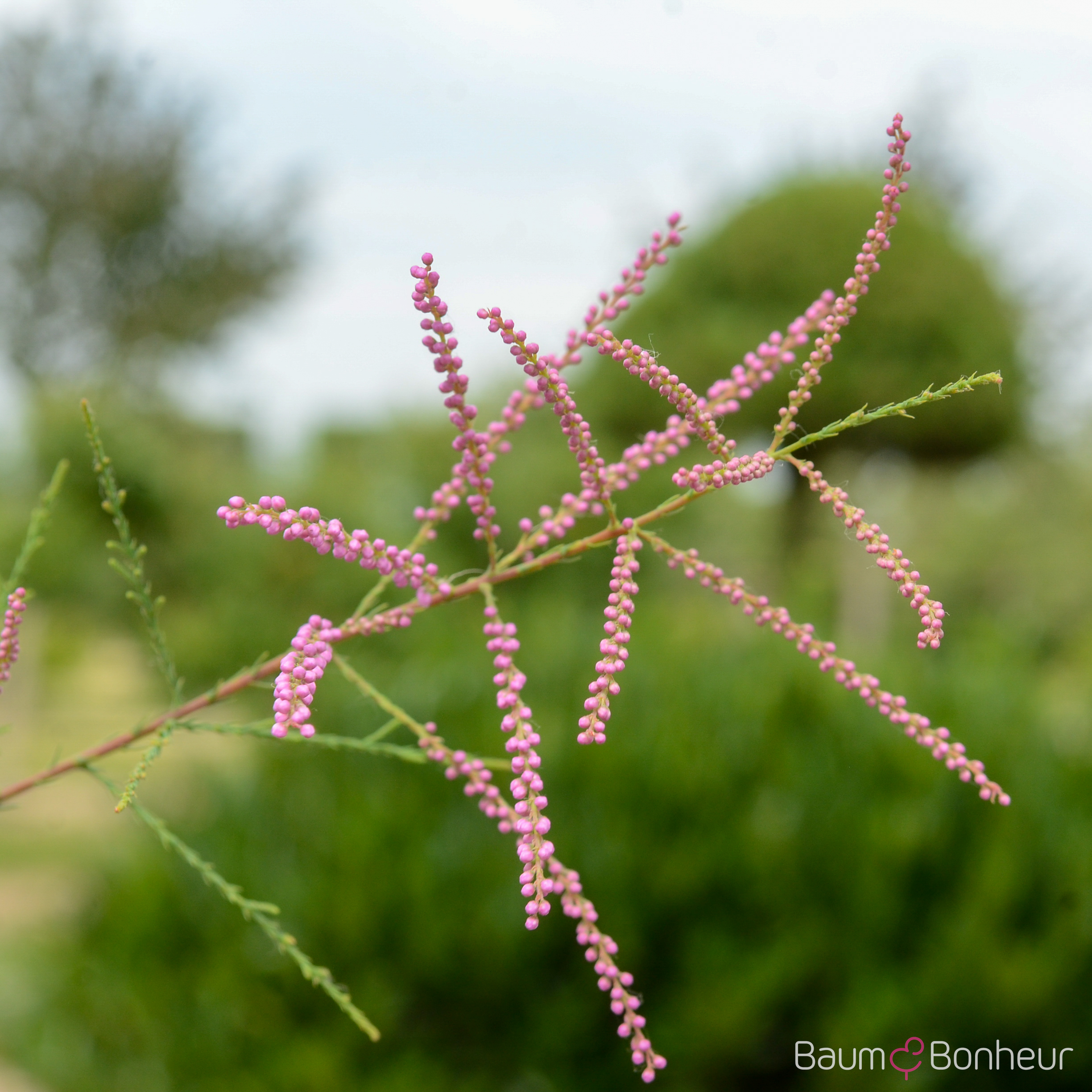 Tamarix parviflora